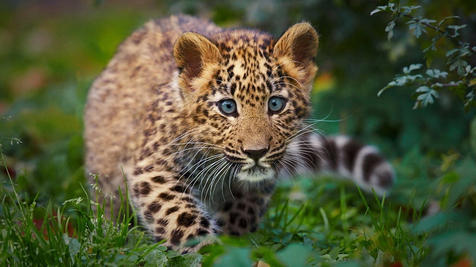 Детеныш леопарда притаившийся в траве