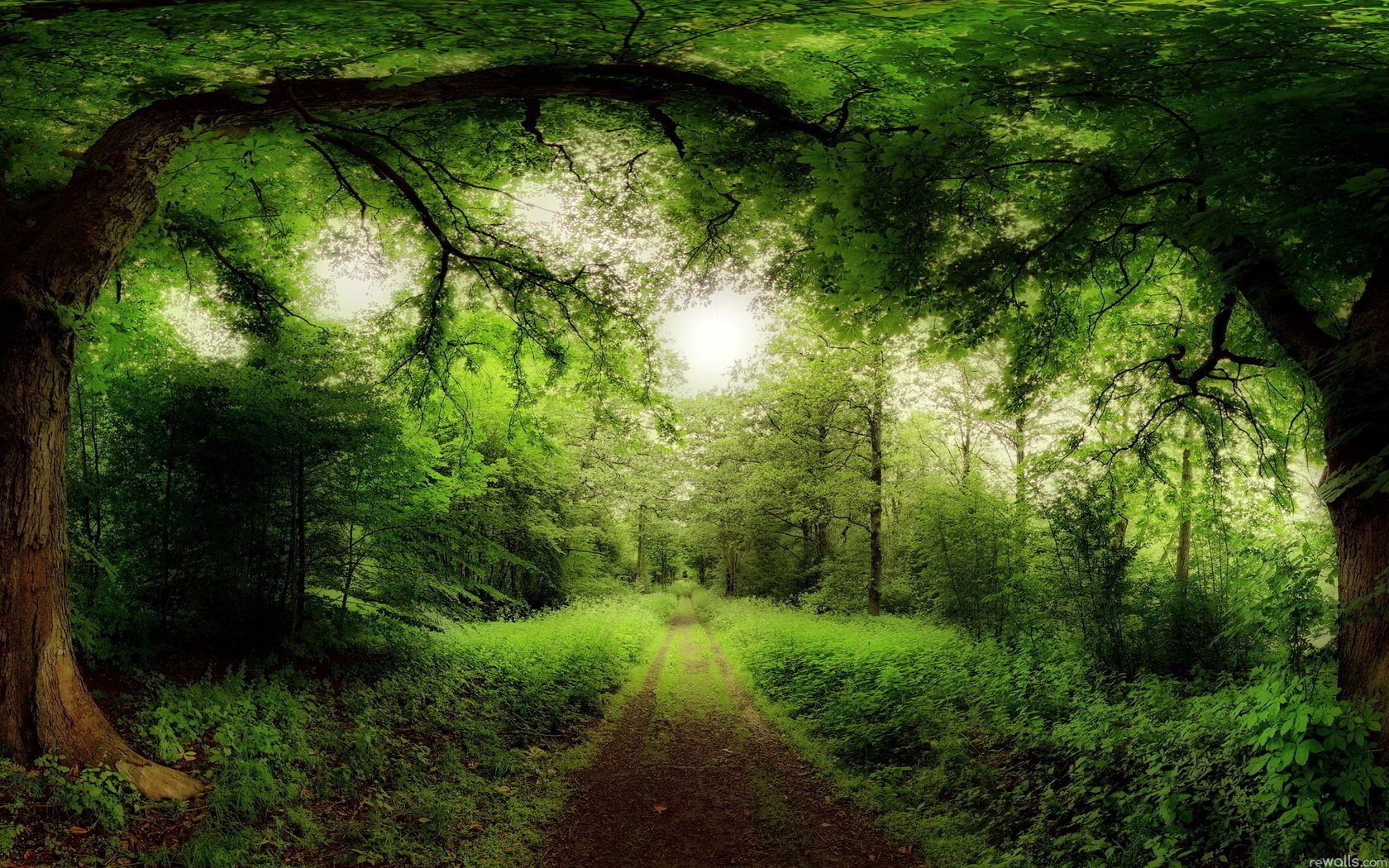 Зелёный лес с тропинкой на фон