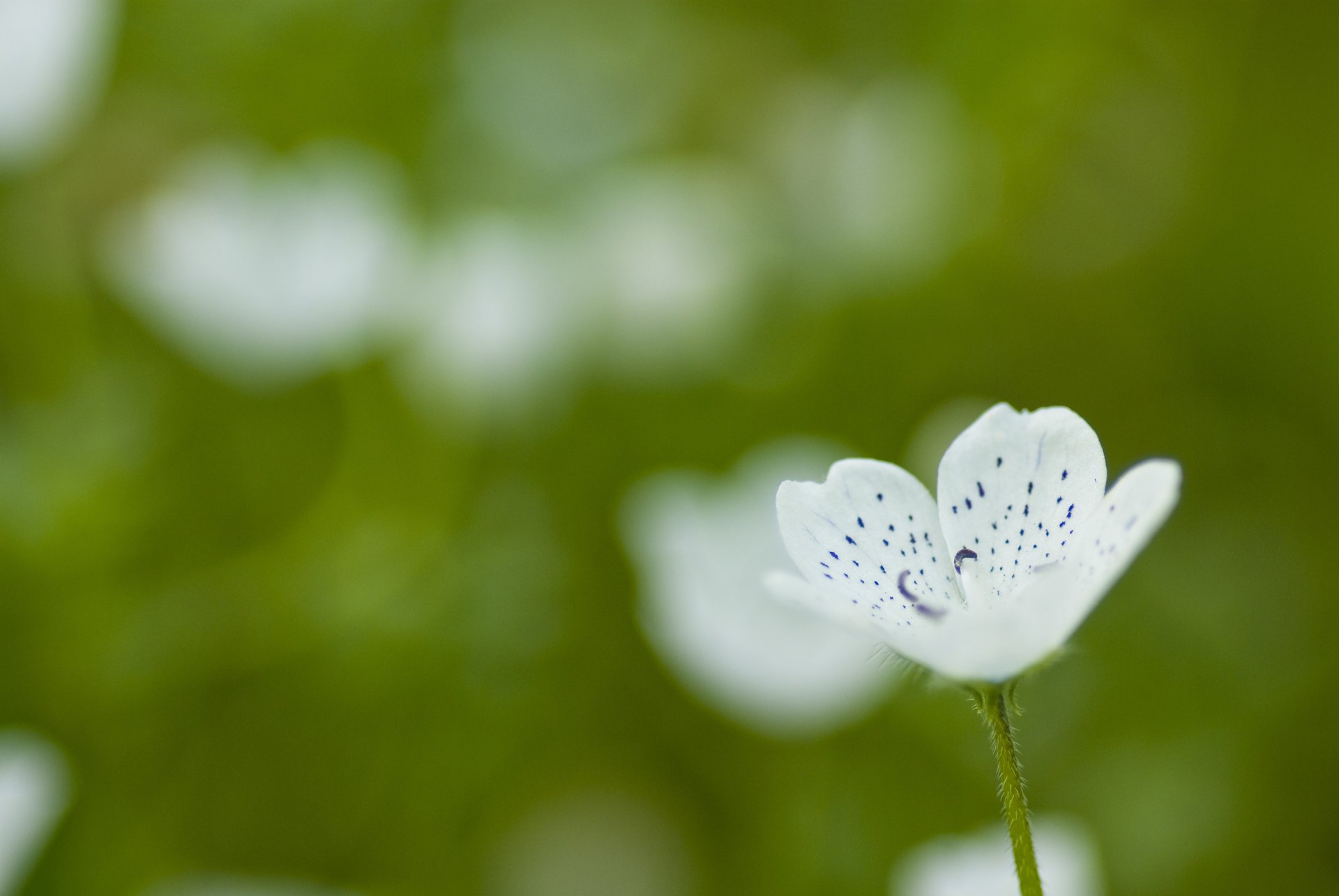 Маленький белый цветок на зелёном фоне