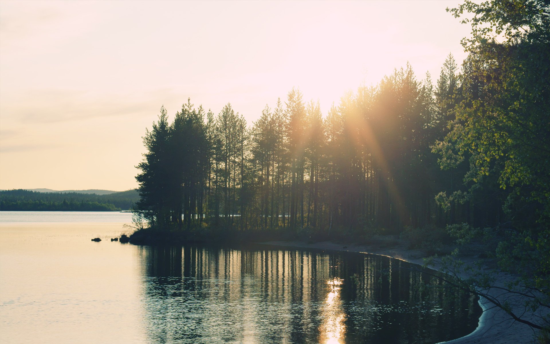 Лес в солнечном свете у озера