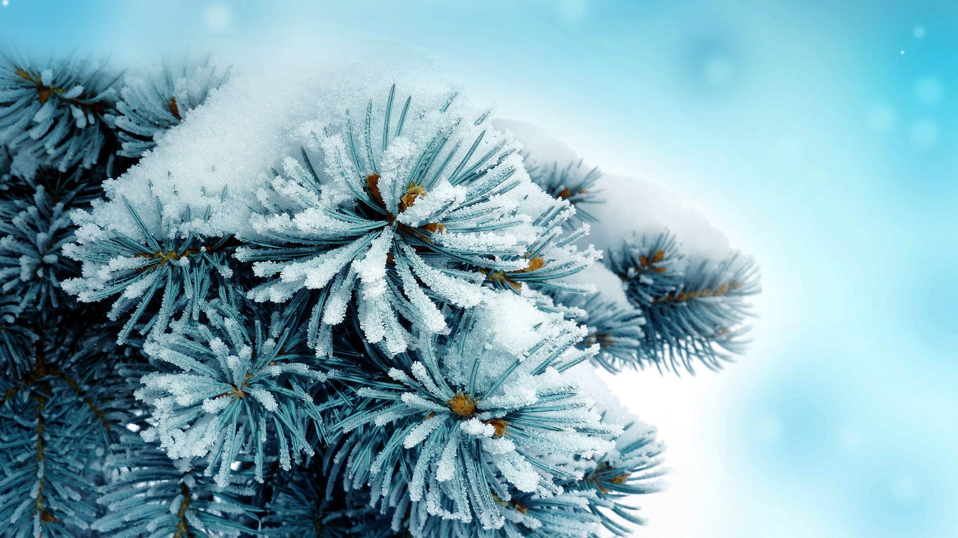 Зимняя сосна в снегу на голубом фоне
