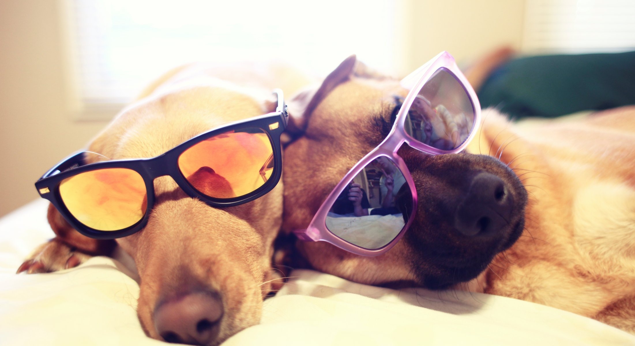 Две прикольные собаки в модных очках