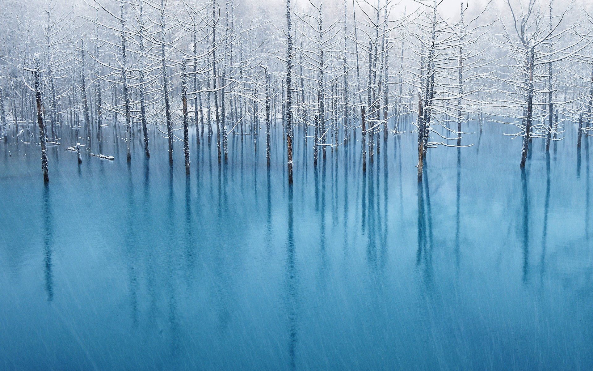 Деревья растущие из голубой воды