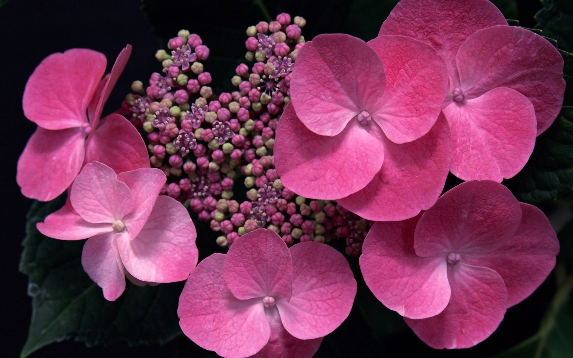 Розовые бутоны цветущей гортензии