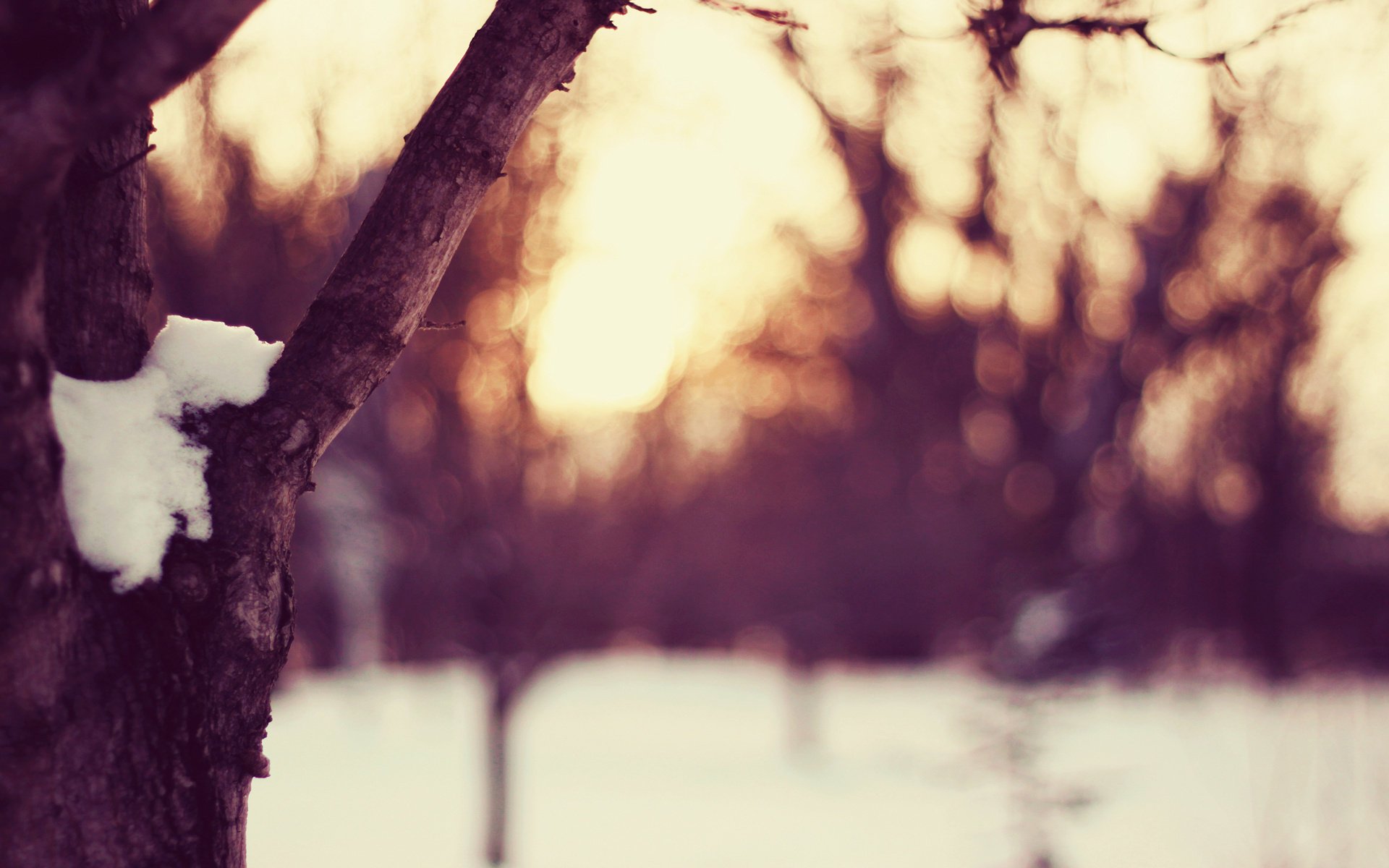 Закат зимой возле дерева