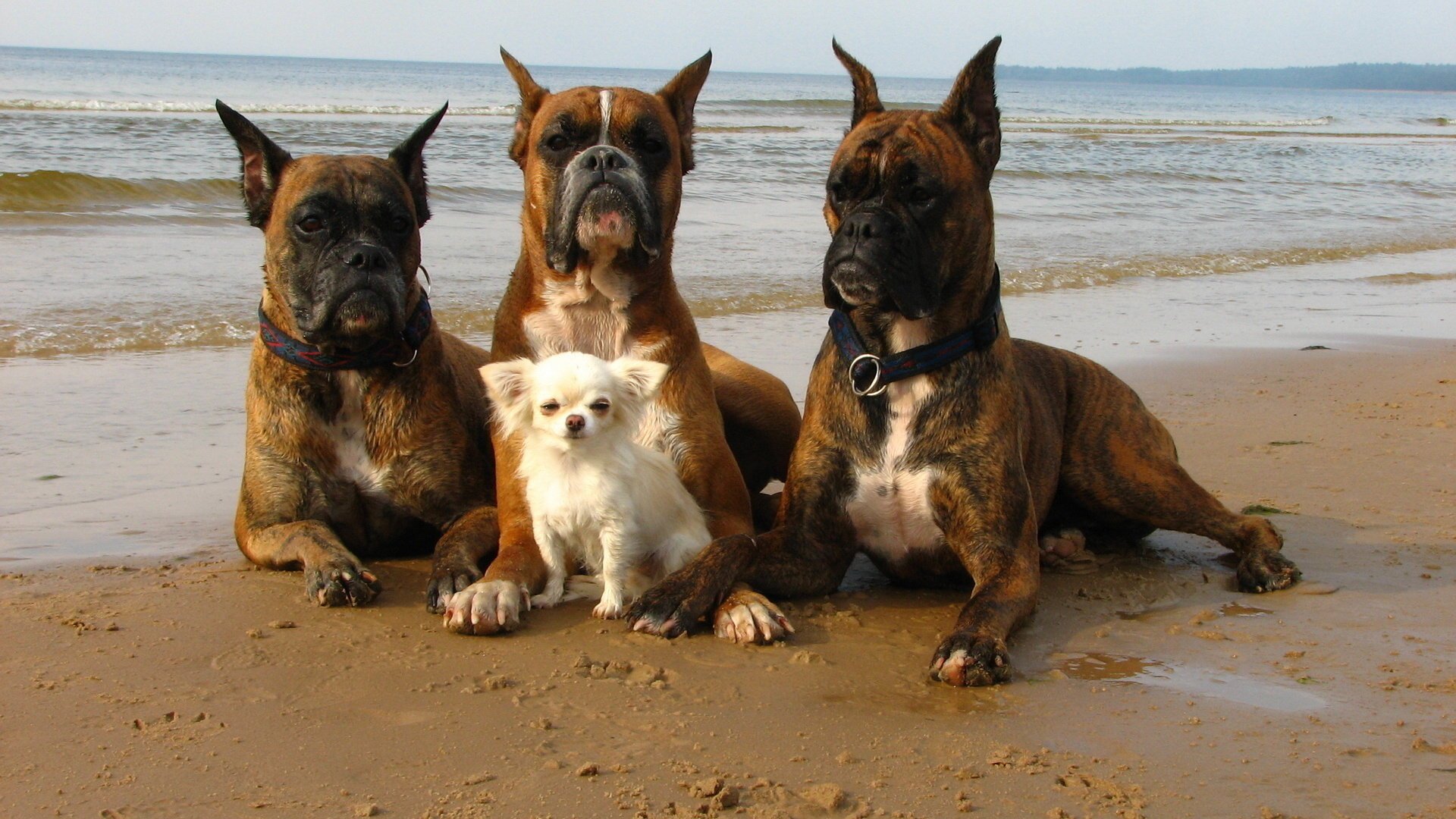 Четыре собаки на пляжной прогулке