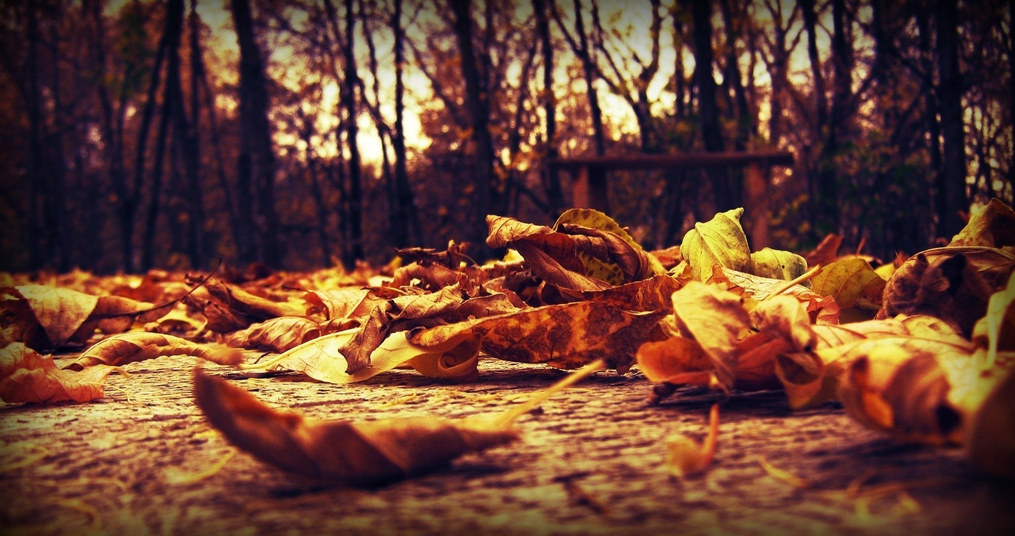 Опавшие осенние жёлтые листья вид макро