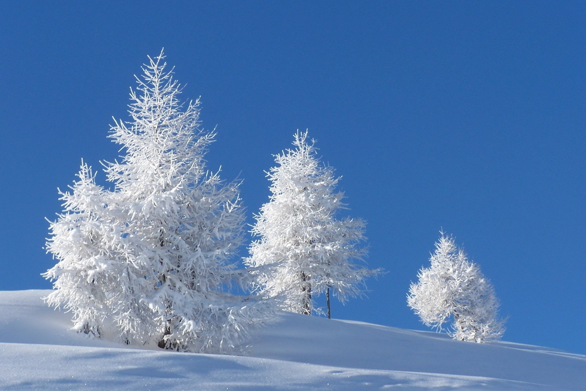 Красивая зимняя природа со снегом на деревьях