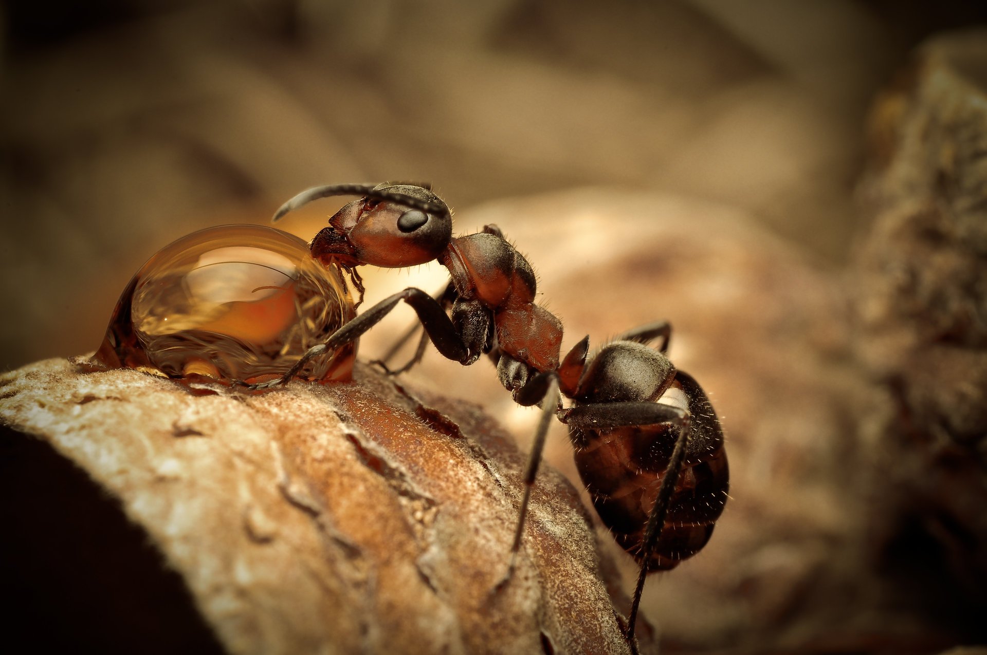 Фото макро капли и пьющего муравья
