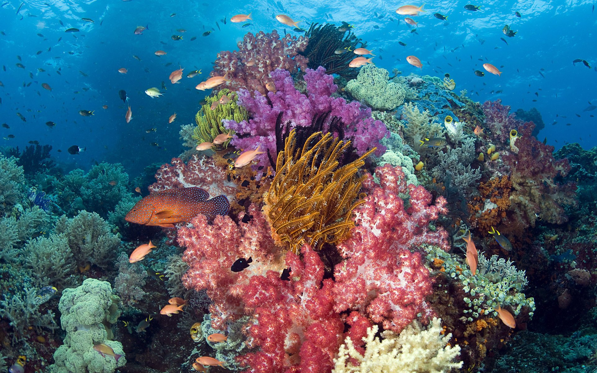 Яркие кораллы с рыбами вокруг