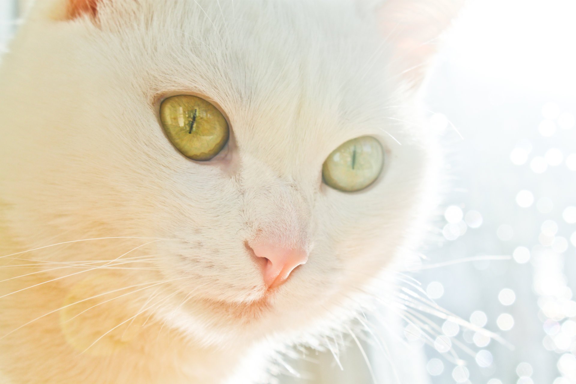 Белая кошка с жёлтыми глазами