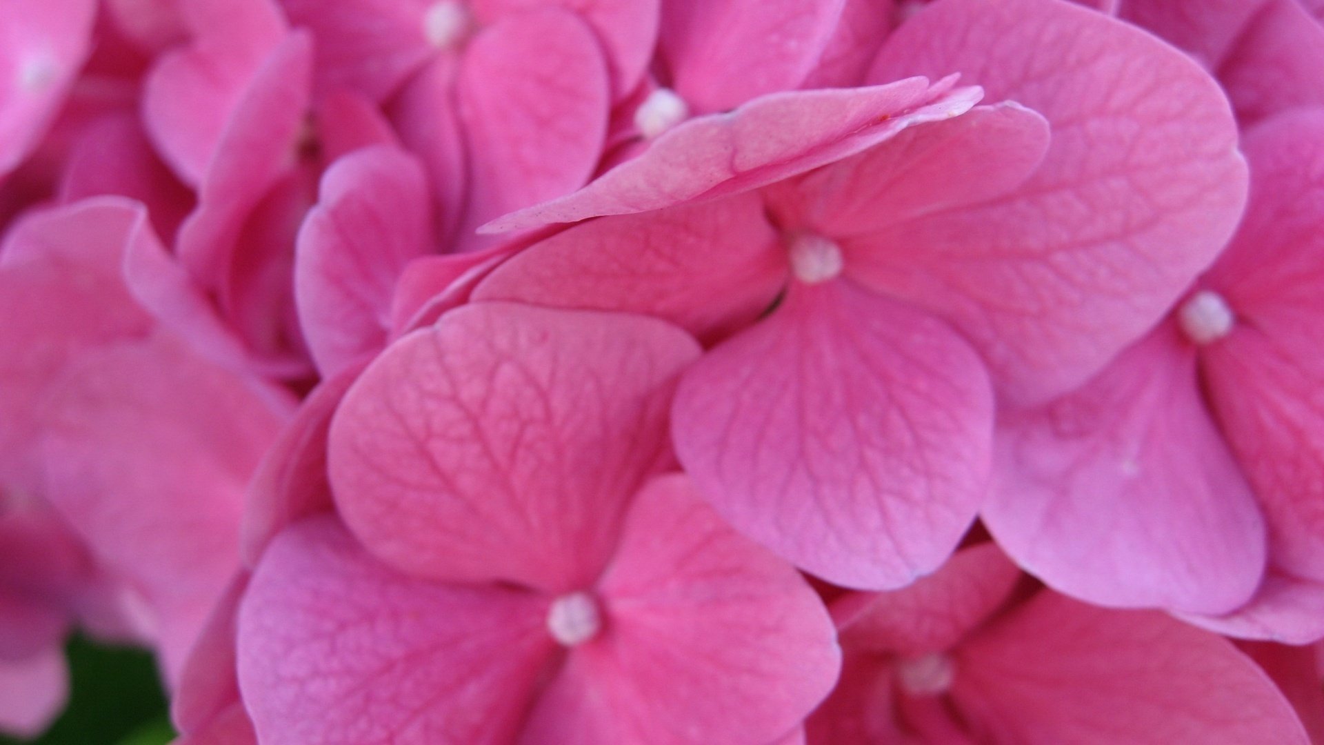 Цветы розовой гортензии макросъёмка