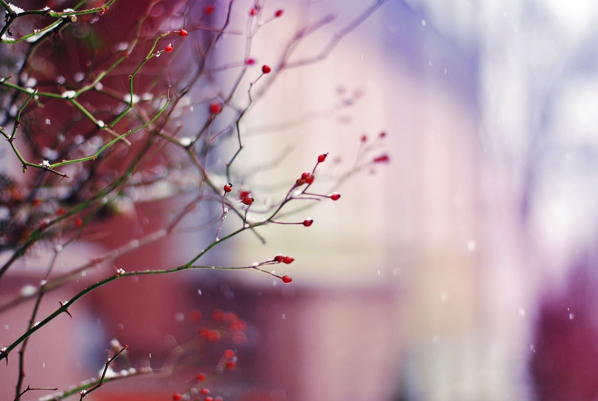 Зимние ягоды на ветке с падающим снегом