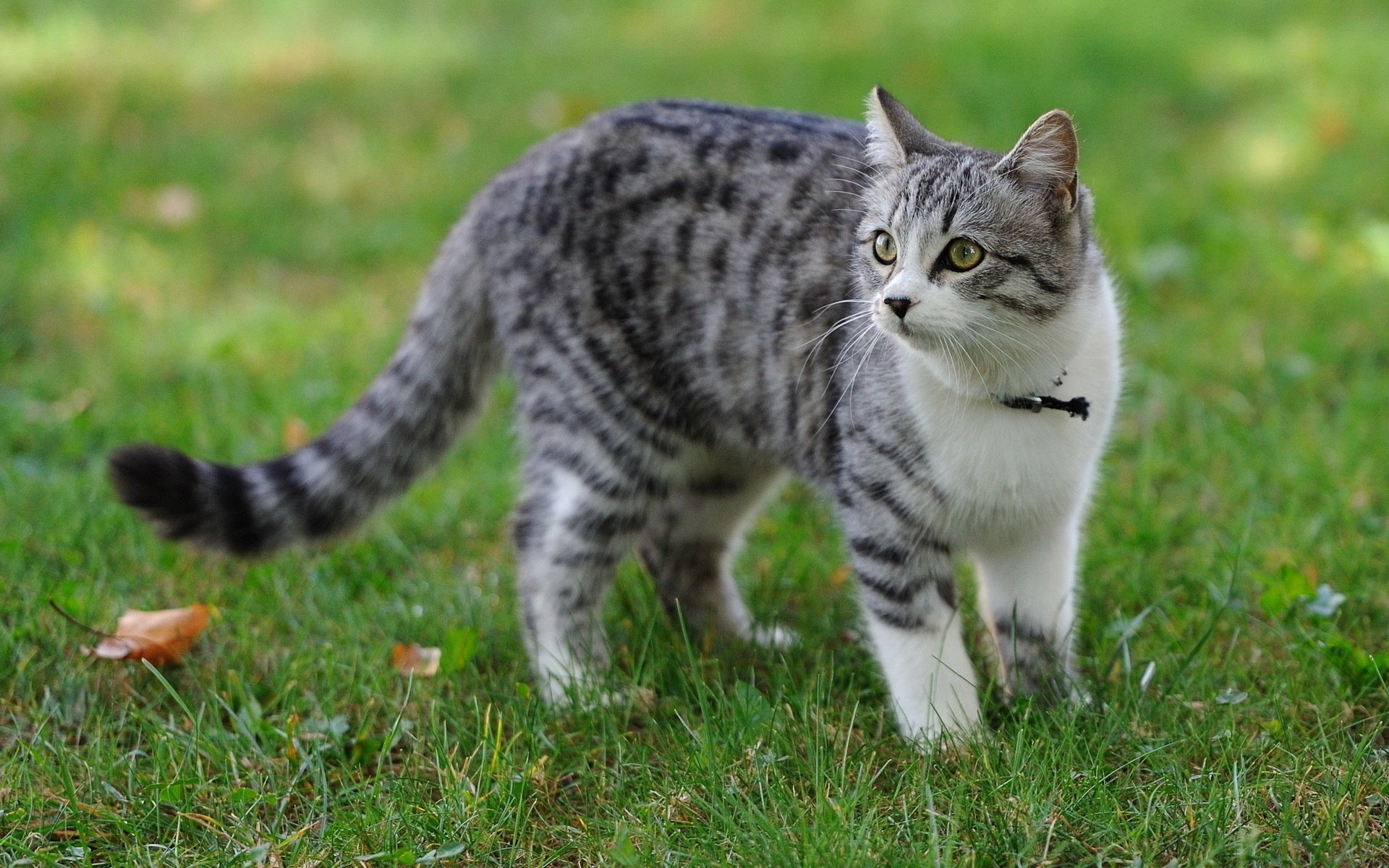 Picture me cats. Шотландская Лесная кошка метис. Кошка домашняя. Пестрый кот. Полосатый котик.