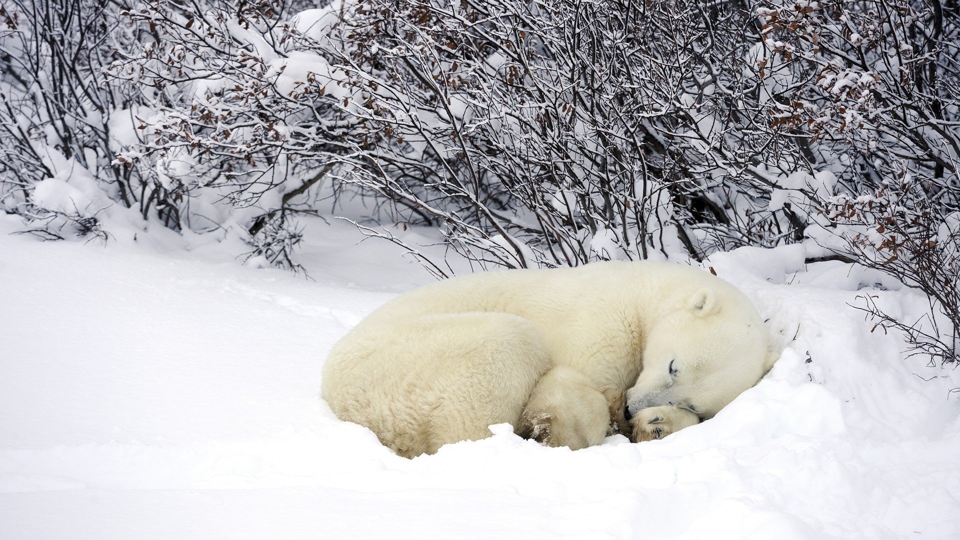 Спящий на снегу белый медведь