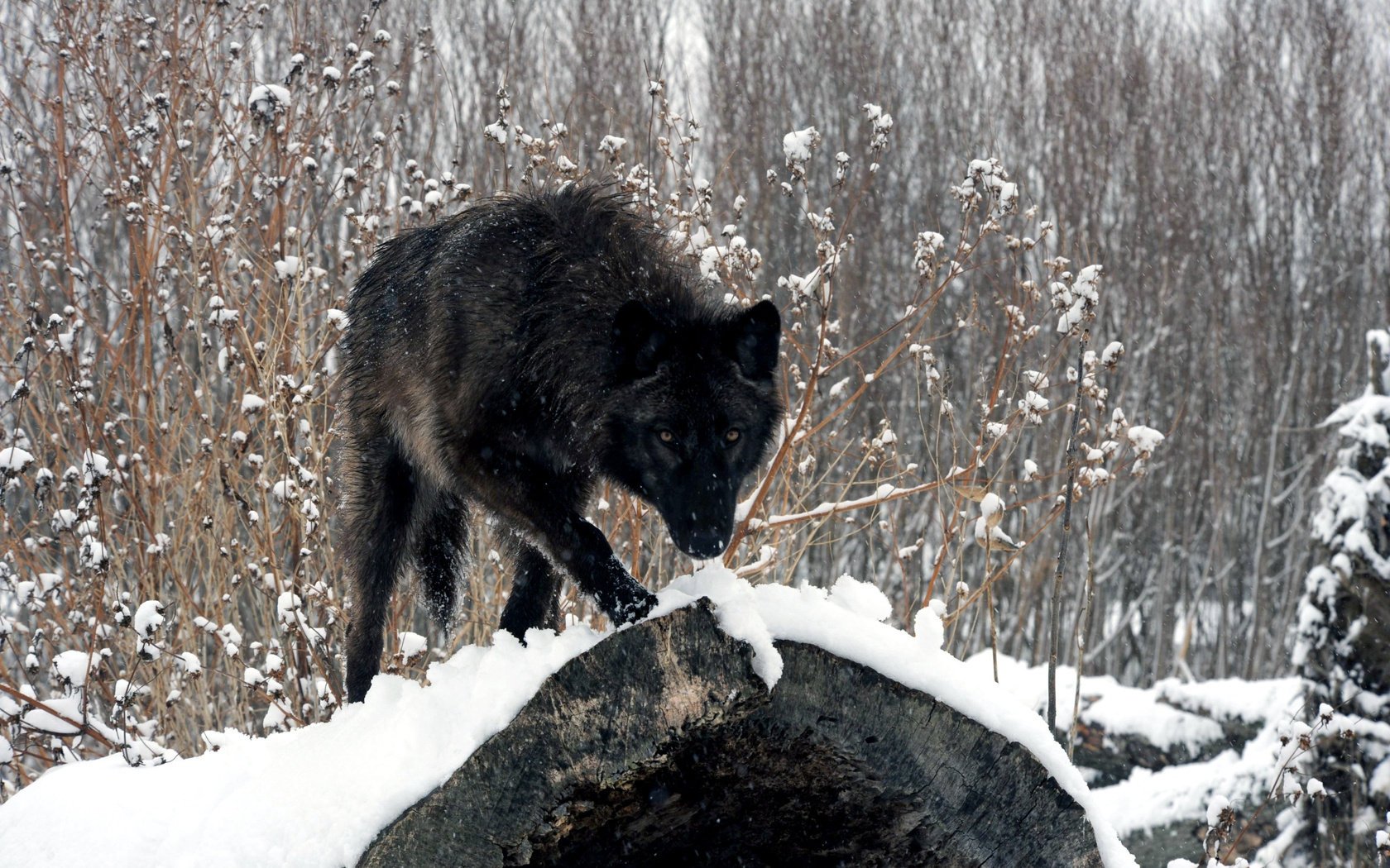 Волк на бревне в заснеженном лесу