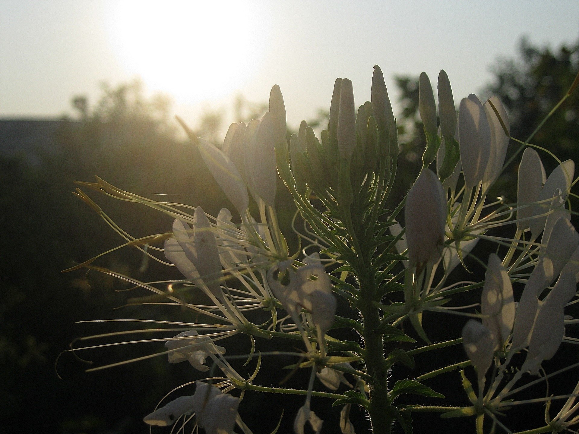 Белый цветок с усиками на закате