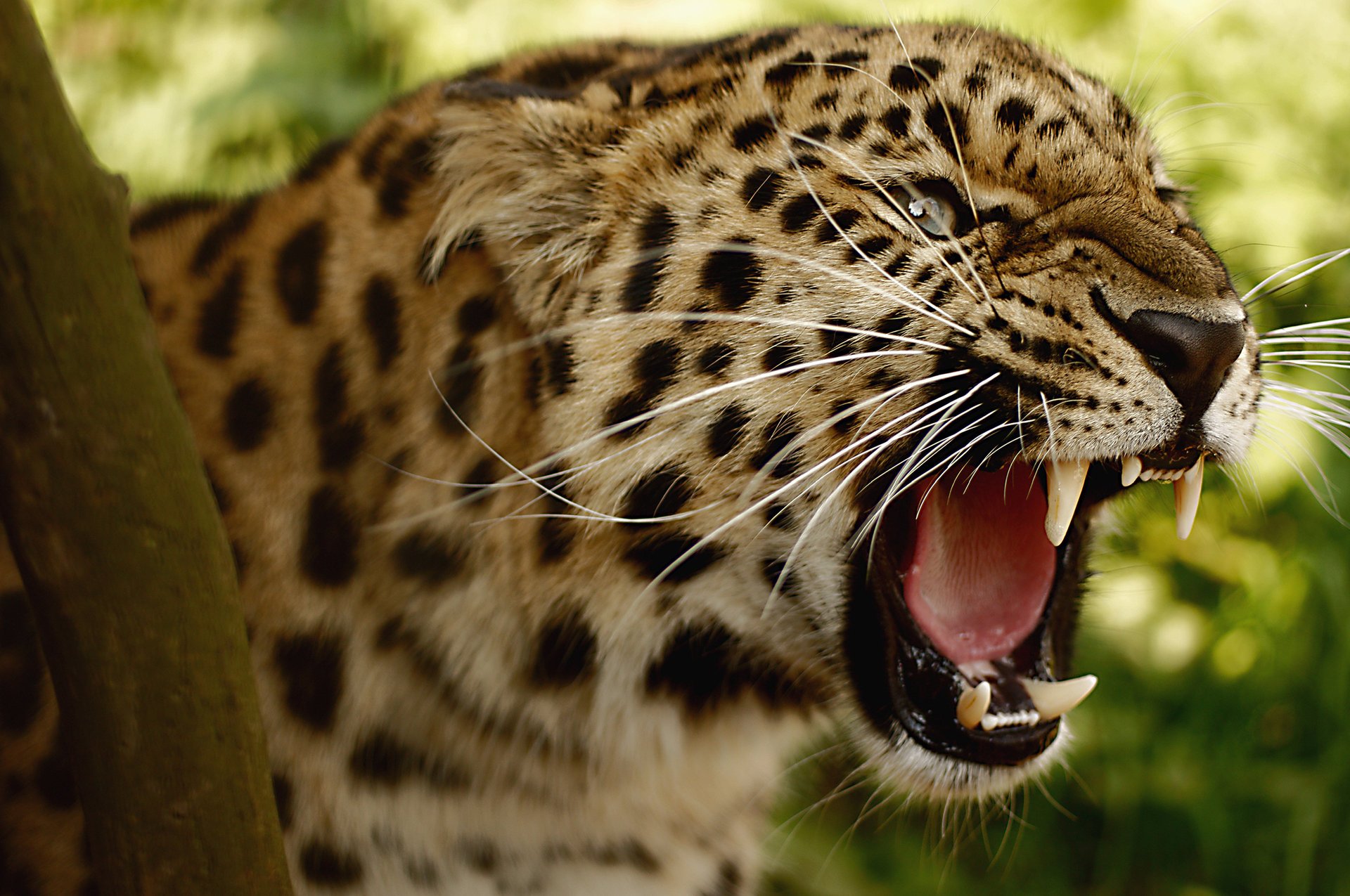 Леопард с открытой пастью и большими зубами
