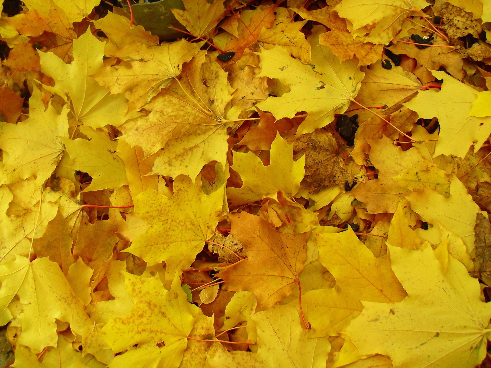 Жёлтые осенние листья на земле