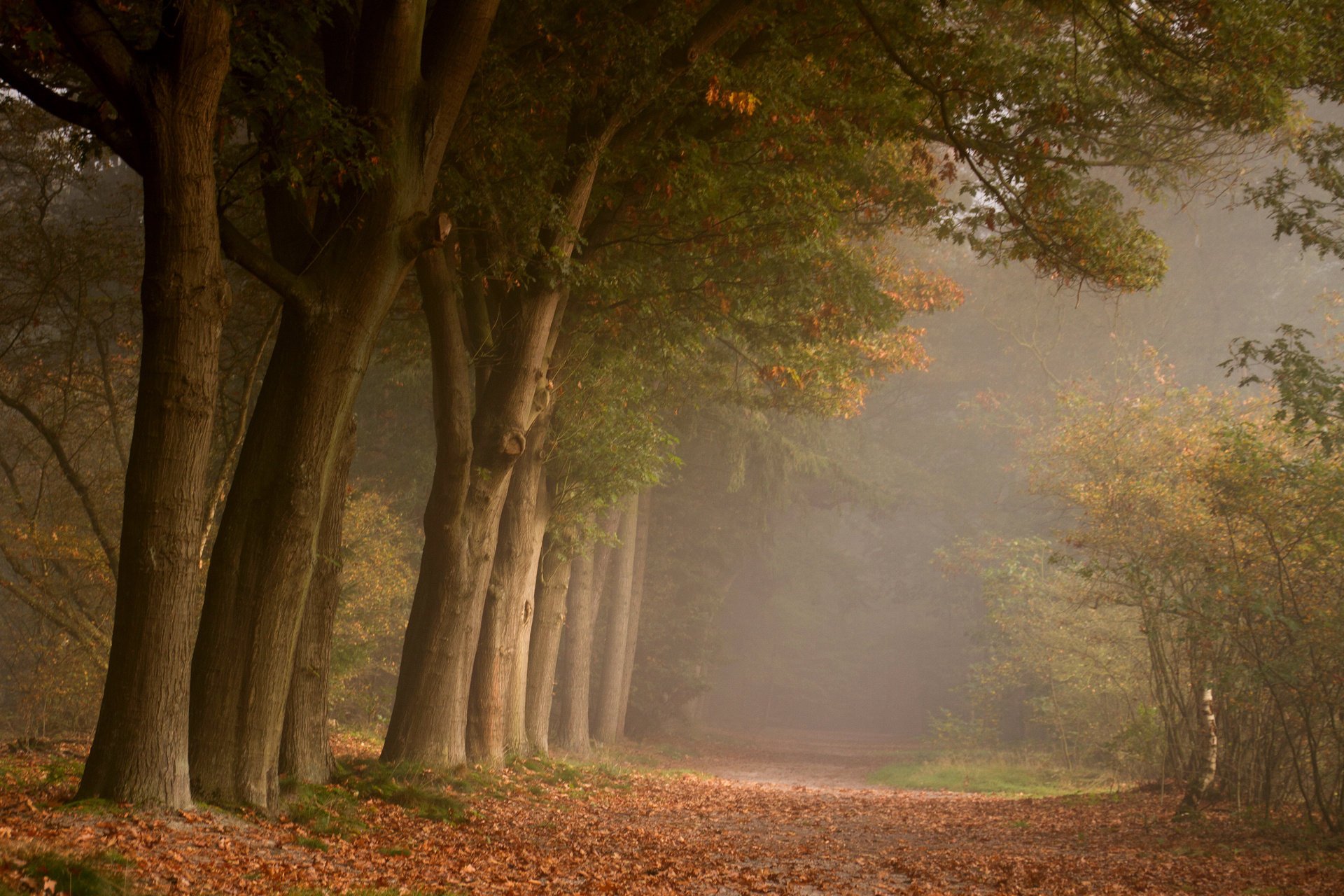 Легкий туман в осеннем лесу. Осенняя опавшая листва под деревьями