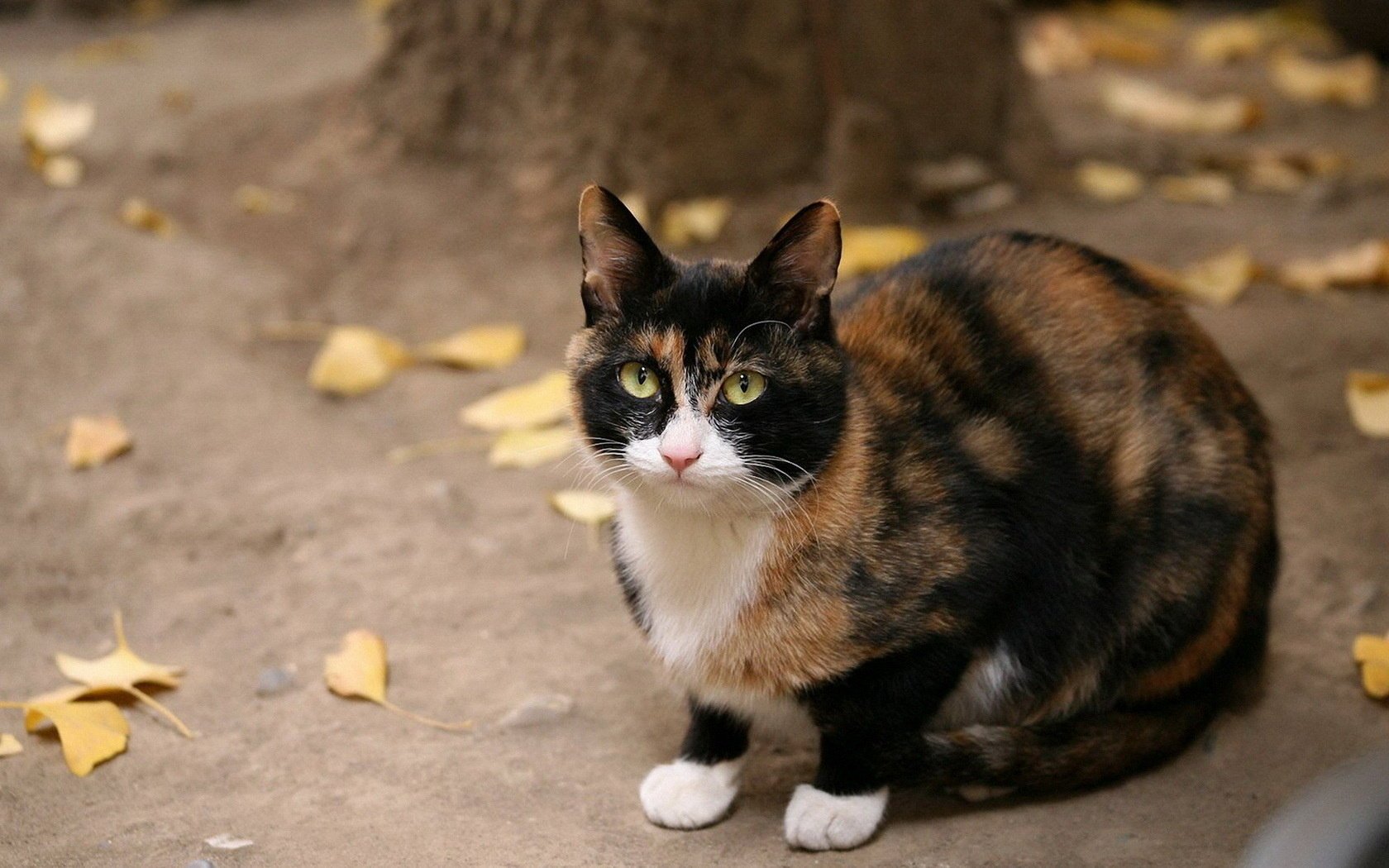 Трехцветная кошка осенью на земле