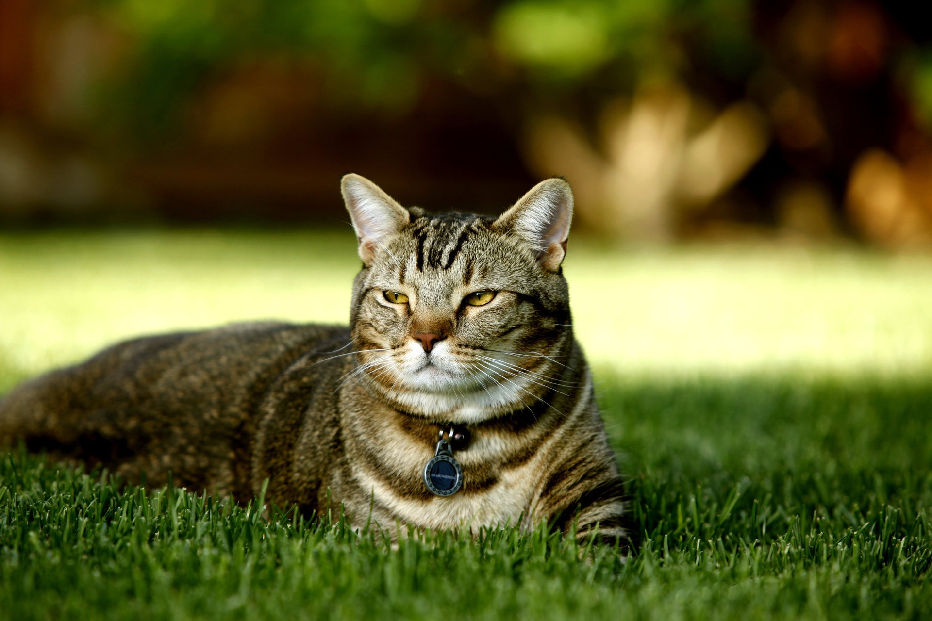 Толстая кошка лежит на траве