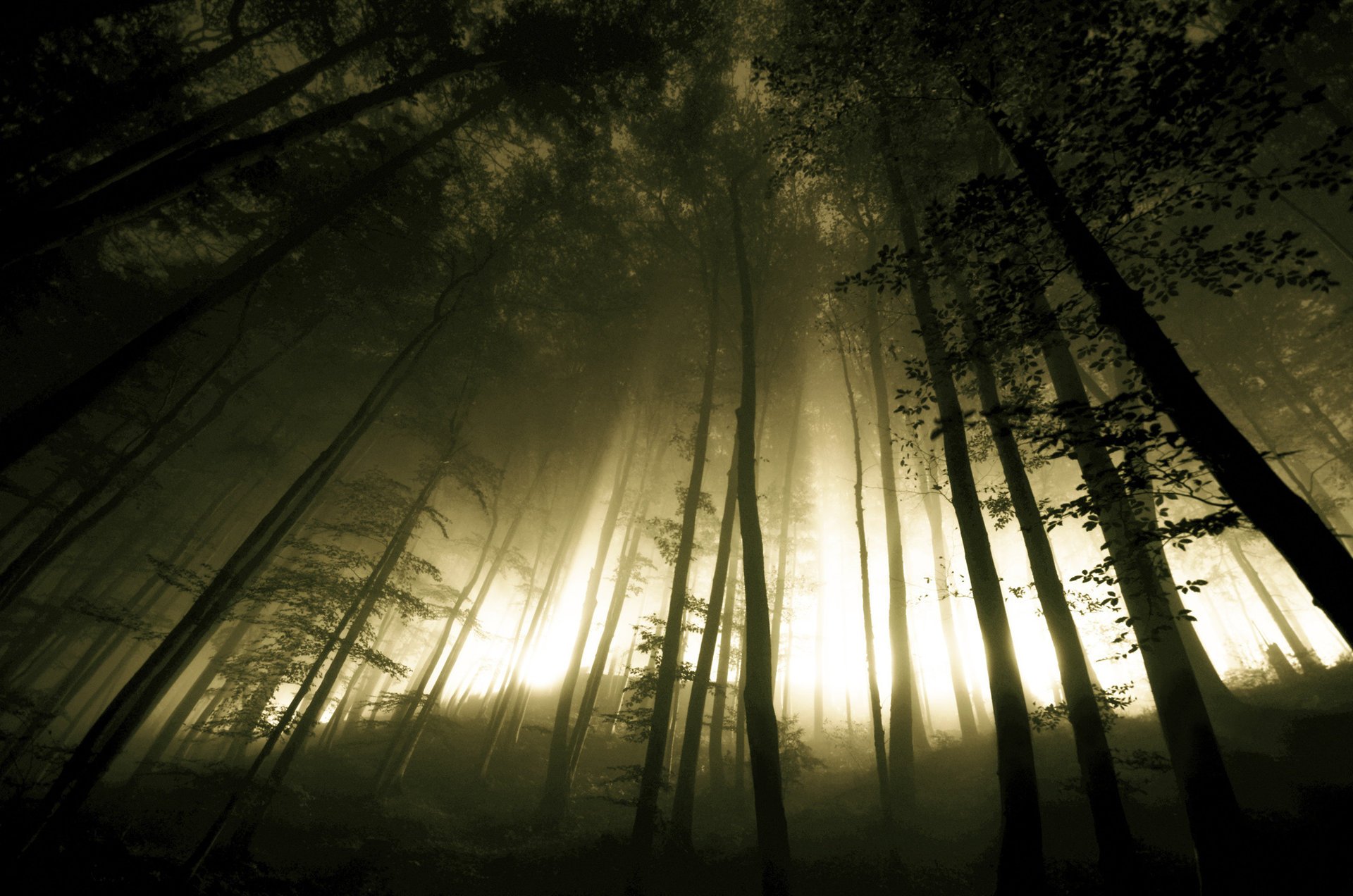 Мрачные деревья на холме и свет, пробивающийся через стволы