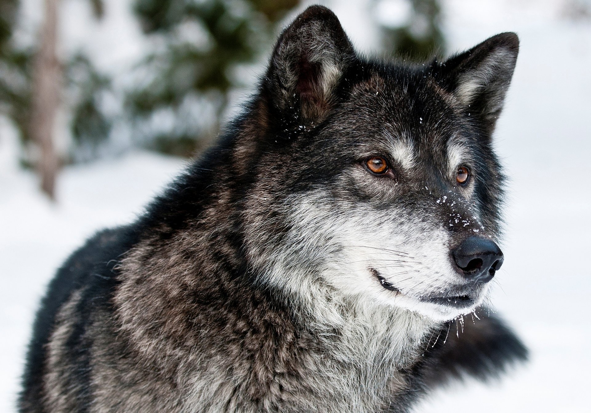 Вгляд трехцветного волка на зимнем фоне