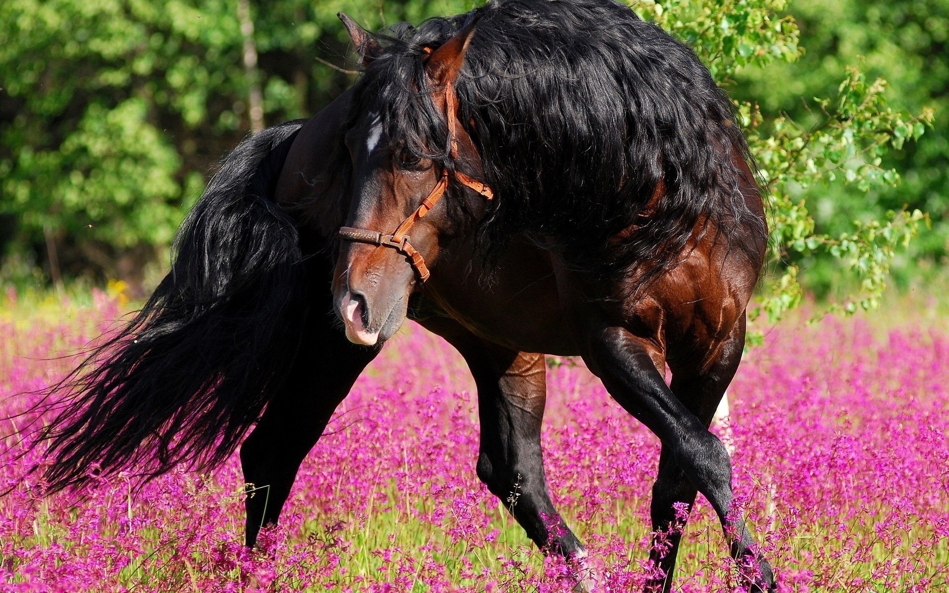 Красивый конь гуляет по лугу