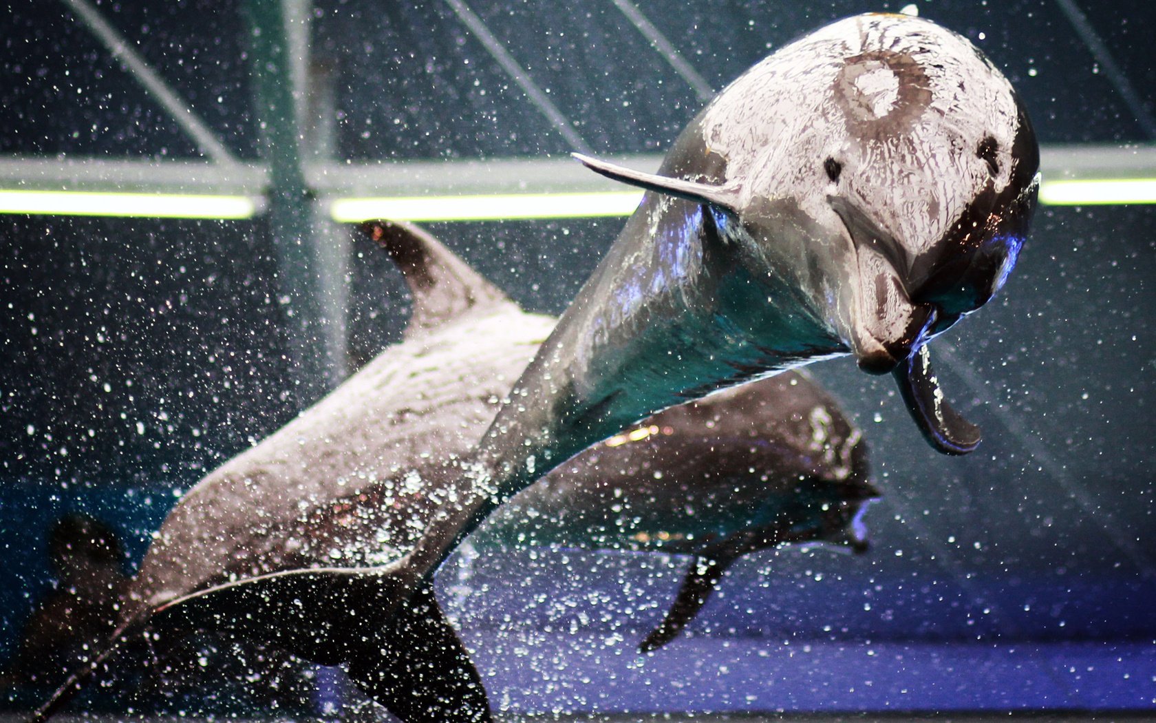 Вынырнувший дельфин создал брызги