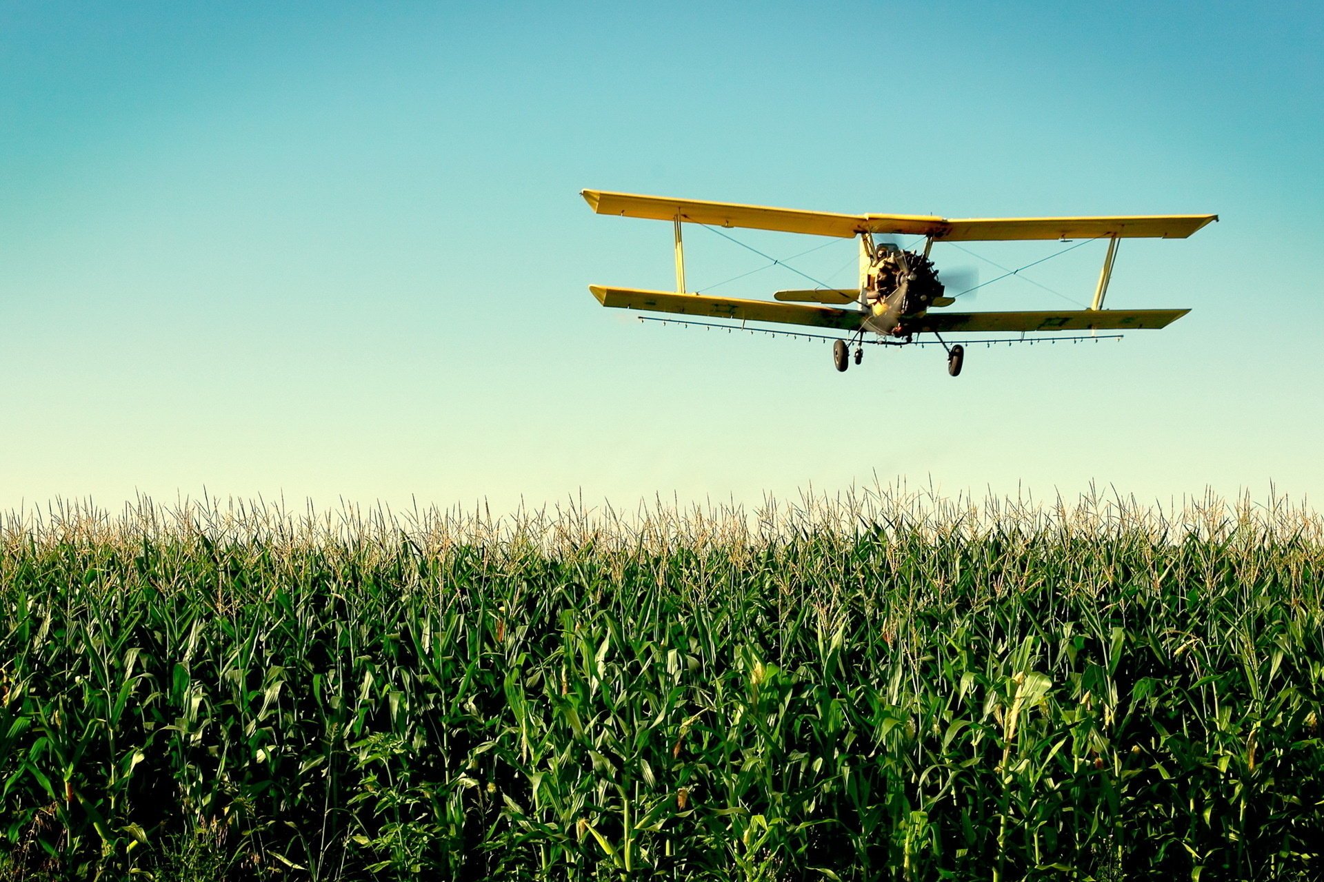 Обработка кукурузы самолетом-кукурузником