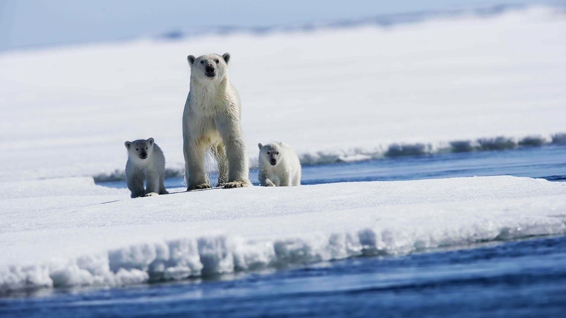 Три белых медведя на льду