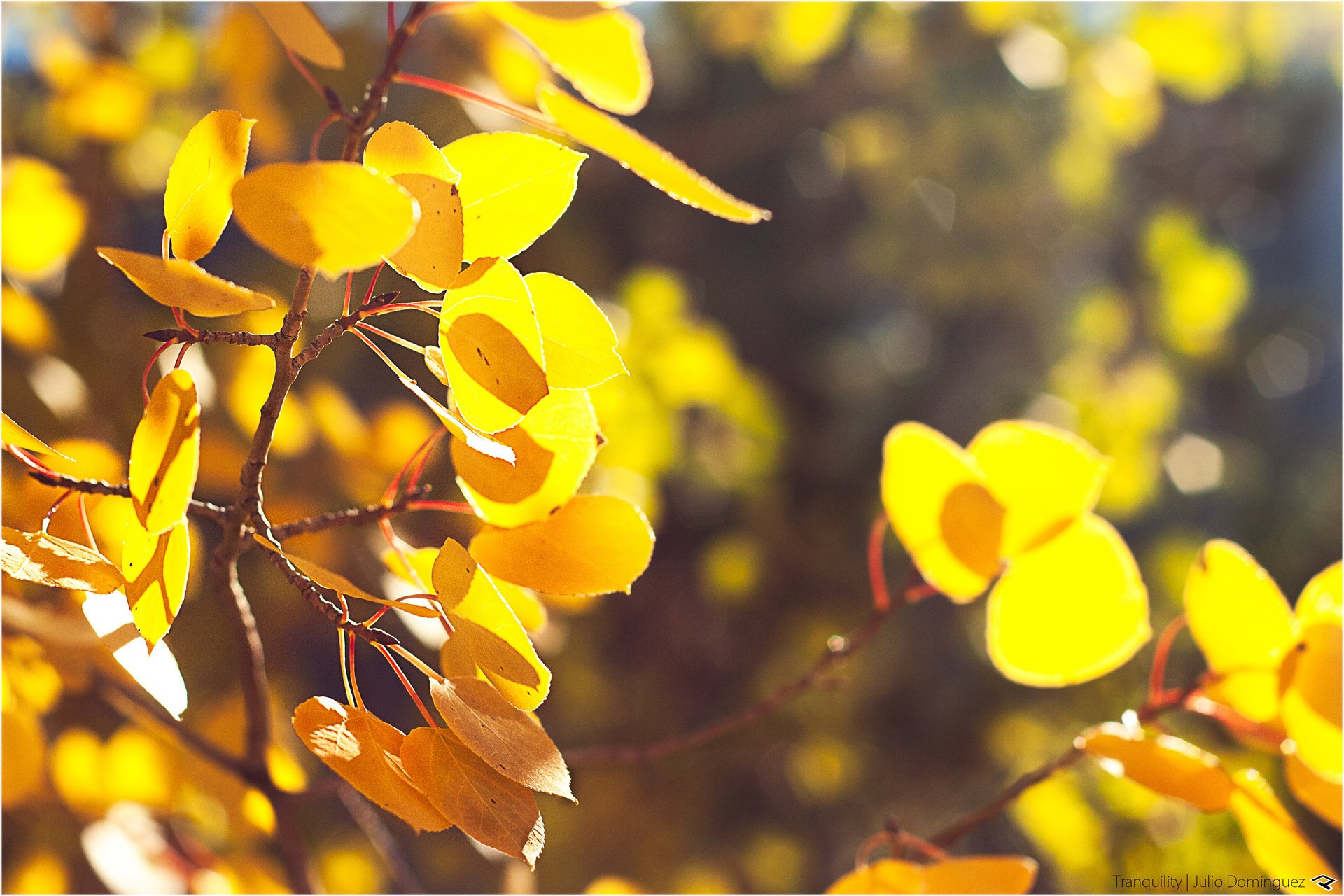 Солнечный свет на осенней листве