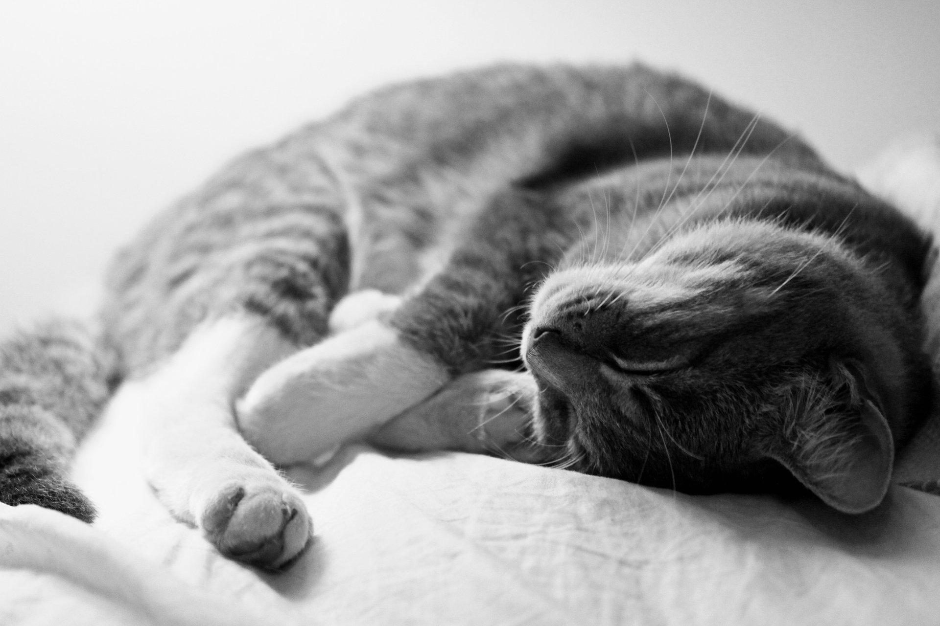 Серый кот спит на диване