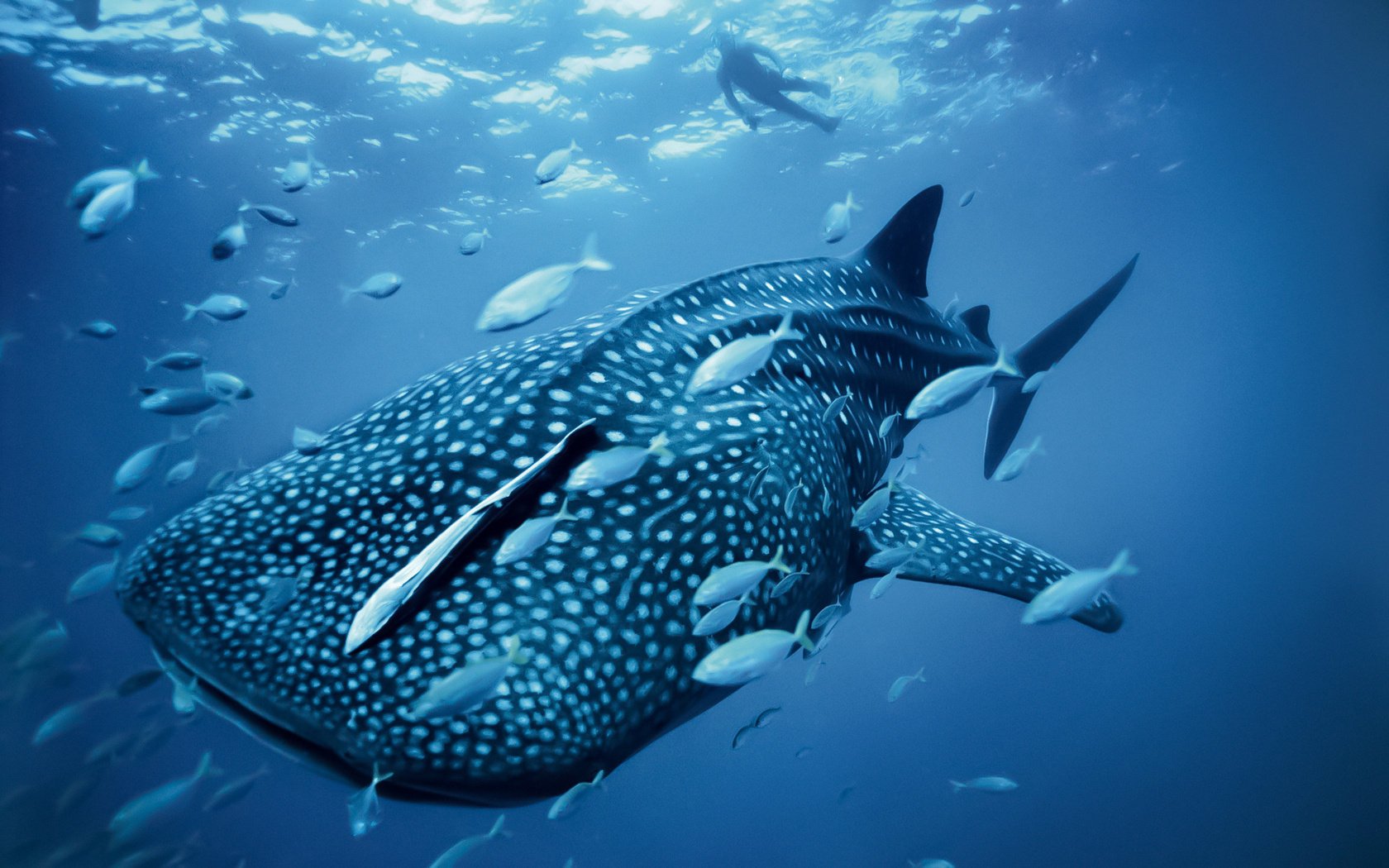 Большой синий кит под водой с рыбами