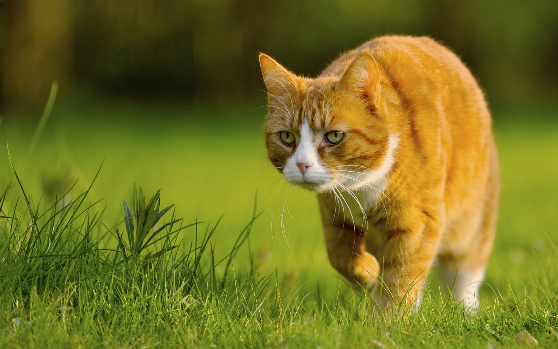 По лужайке рыжий кот очень медленно идёт