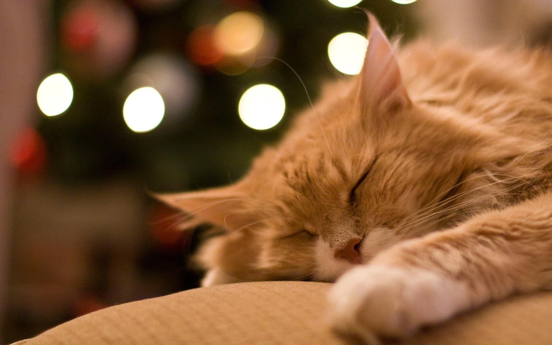 Рыжий кот спит под новогодней елкой