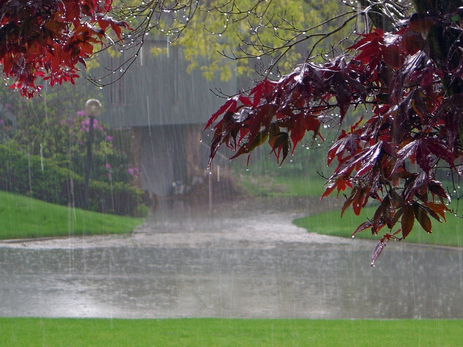 Деревья в парке под осенним дождем