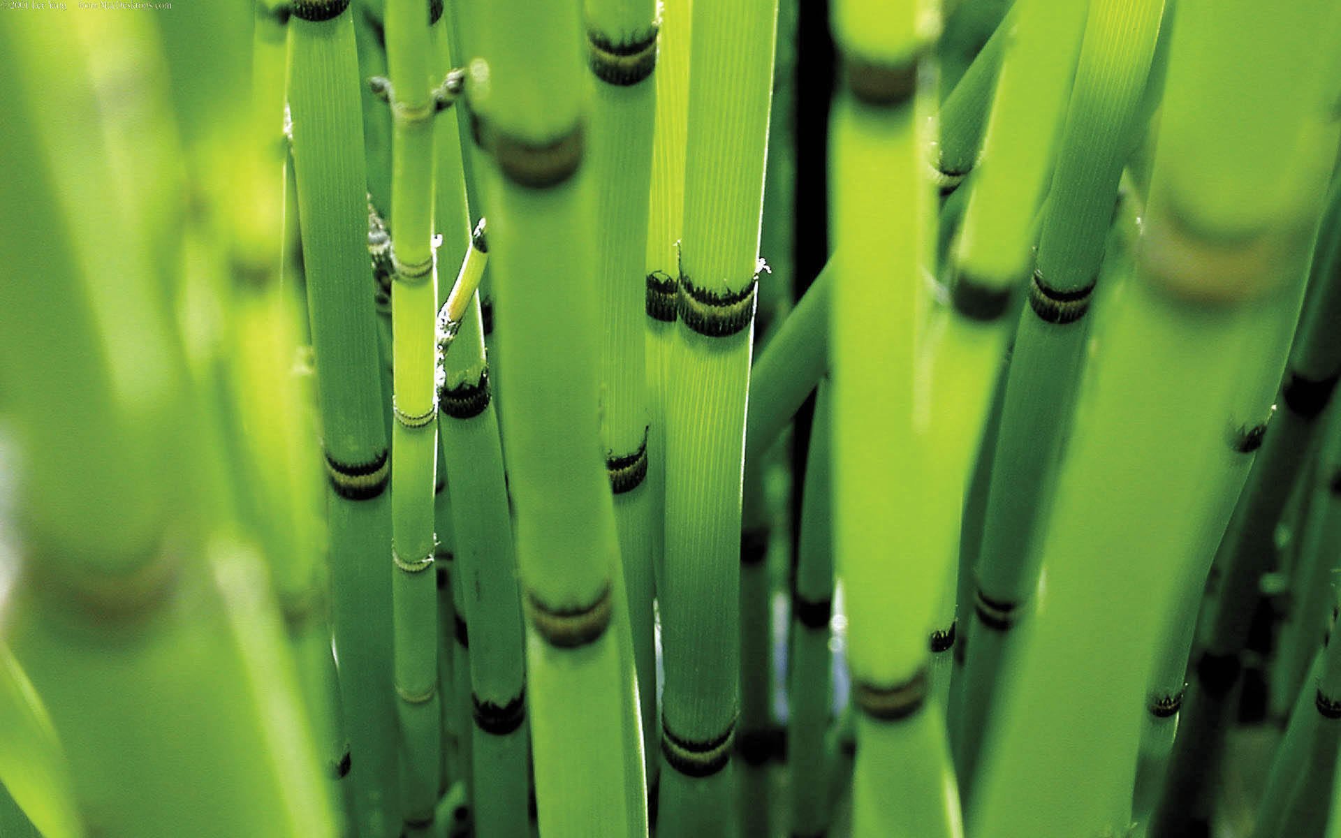 Стебли бамбука, освещённости солнечным светом