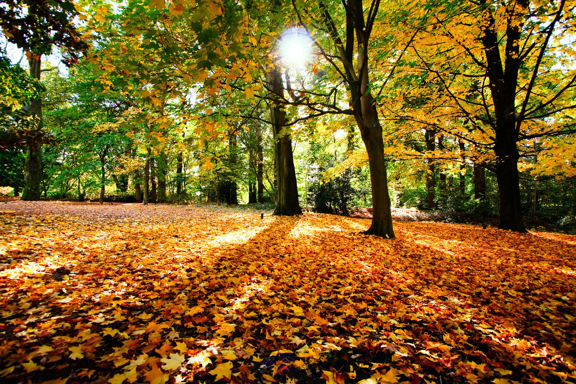 Осенняя листва засыпала Землю