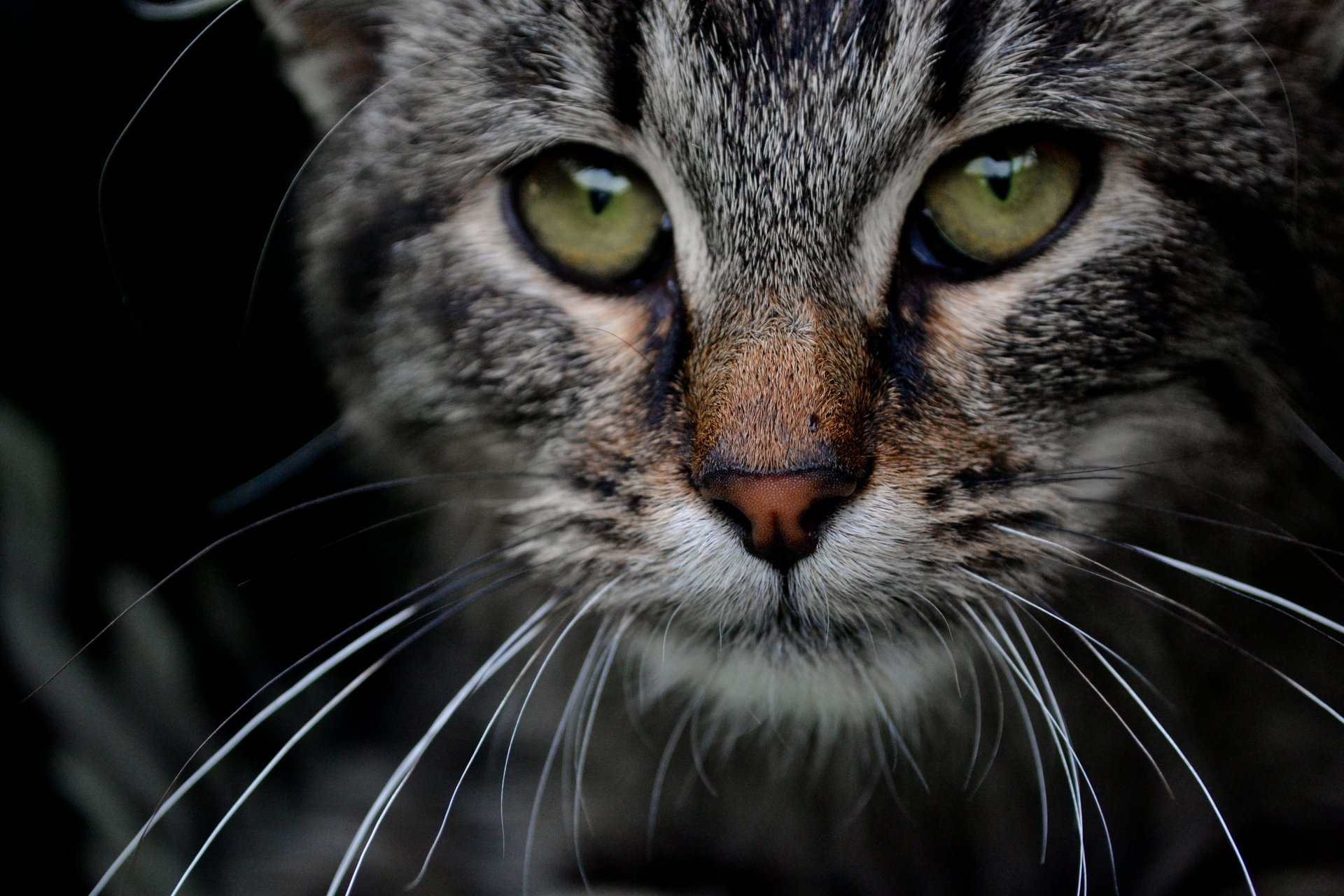 Серый кот с зелёными глазами крупным планом