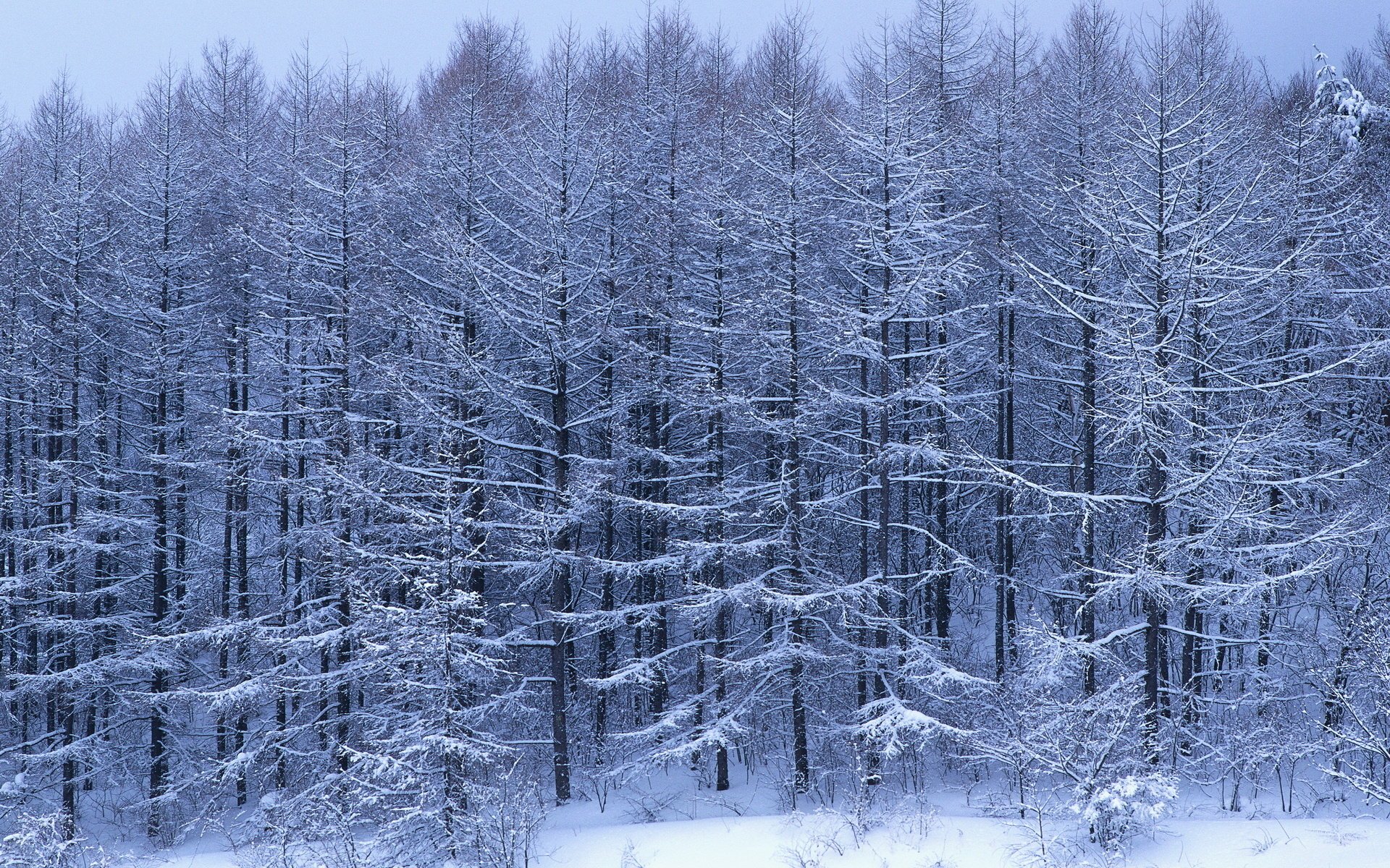 Зимний хвойный лес в инии