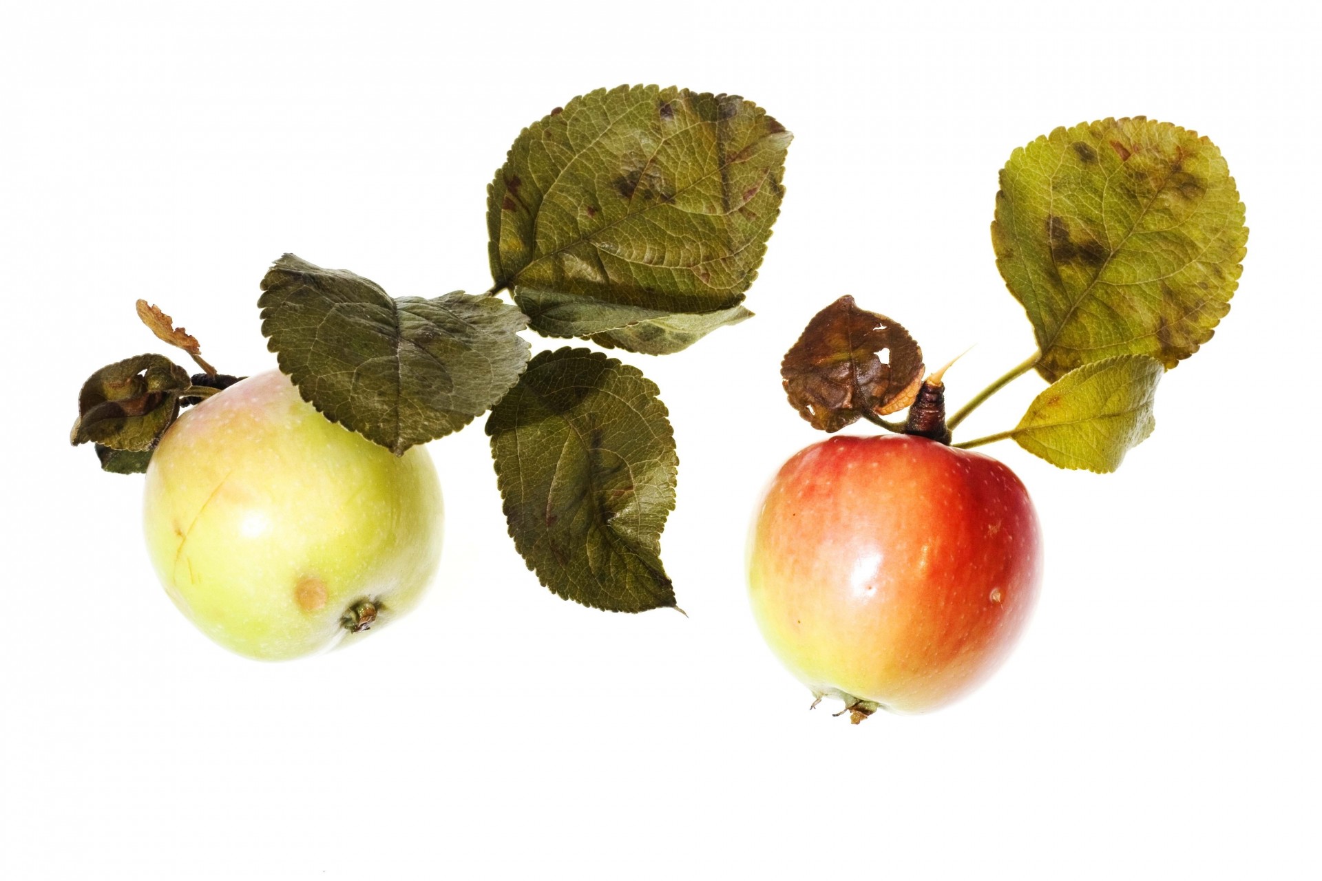 Яблоки осенние на белом фоне
