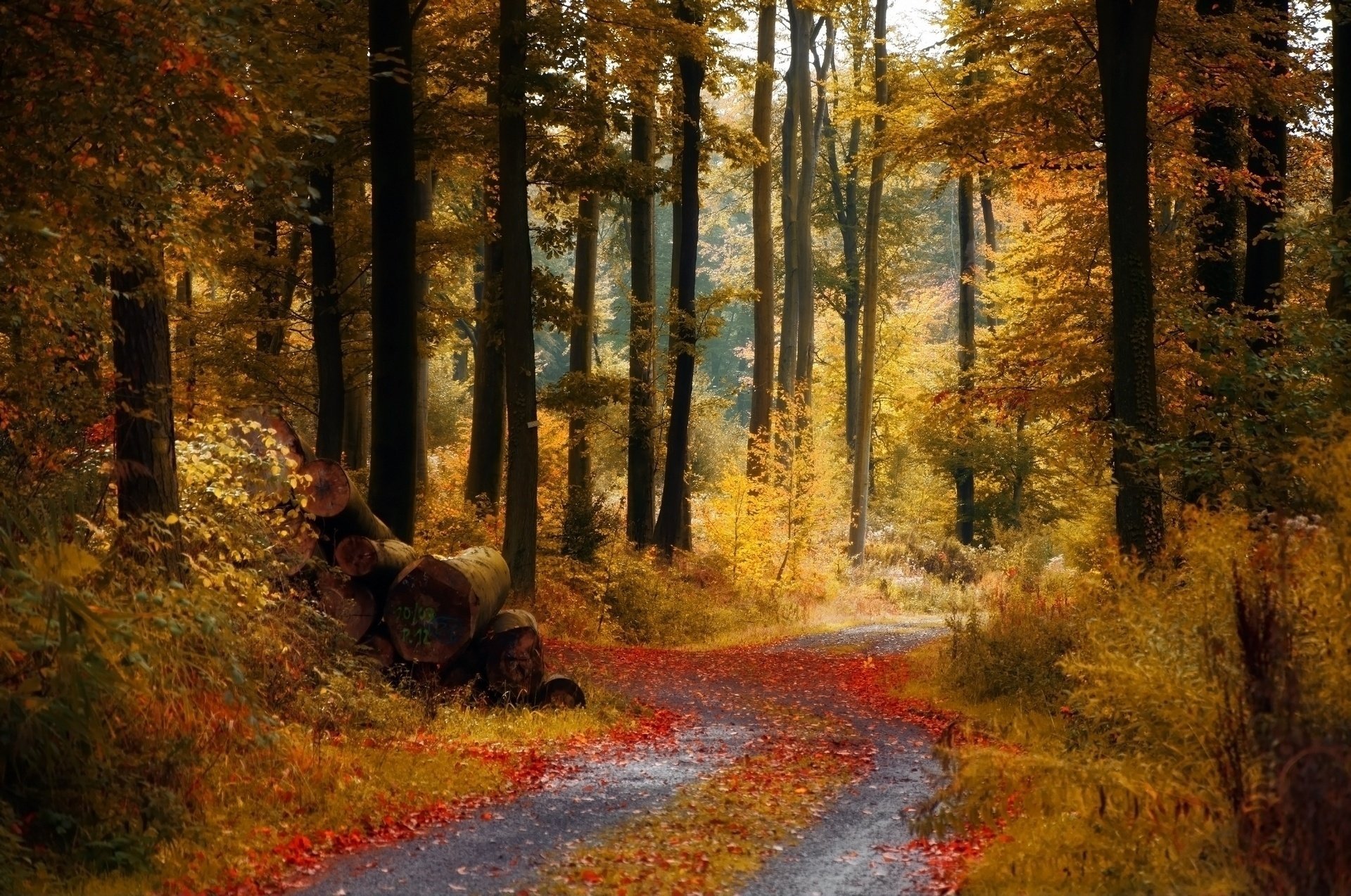 Старая дорога в заброшенном лесу