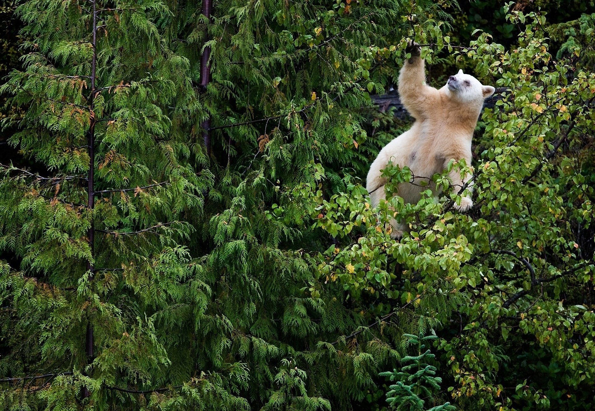 Белый медведь в лесу на дереве