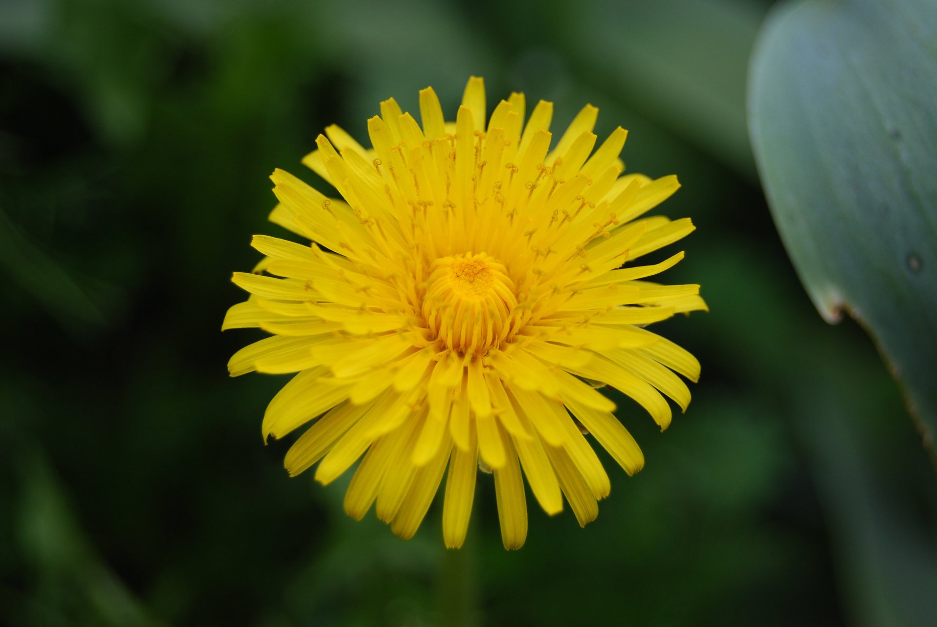 Жёлтый распустившийся цветок мать-и-мачехи