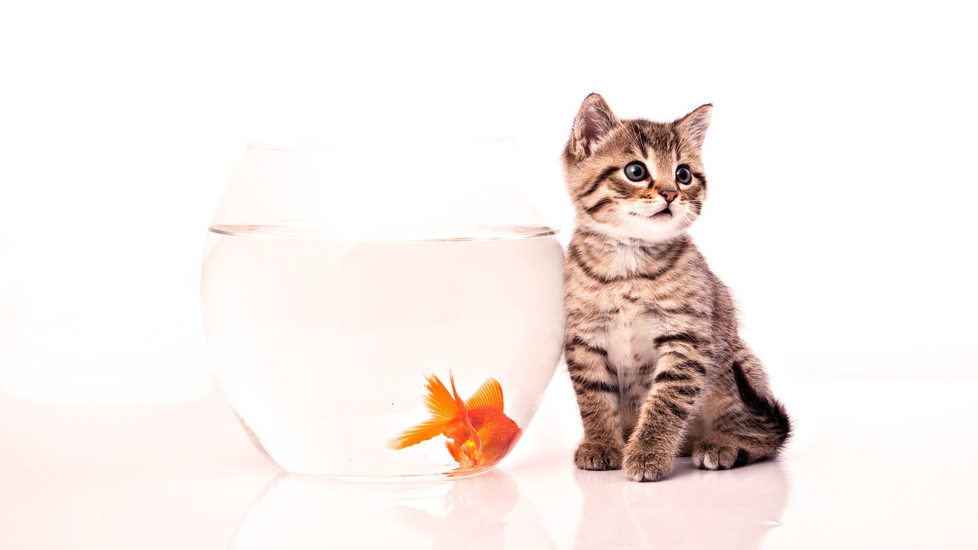Милый котенок рядом с аквариумом