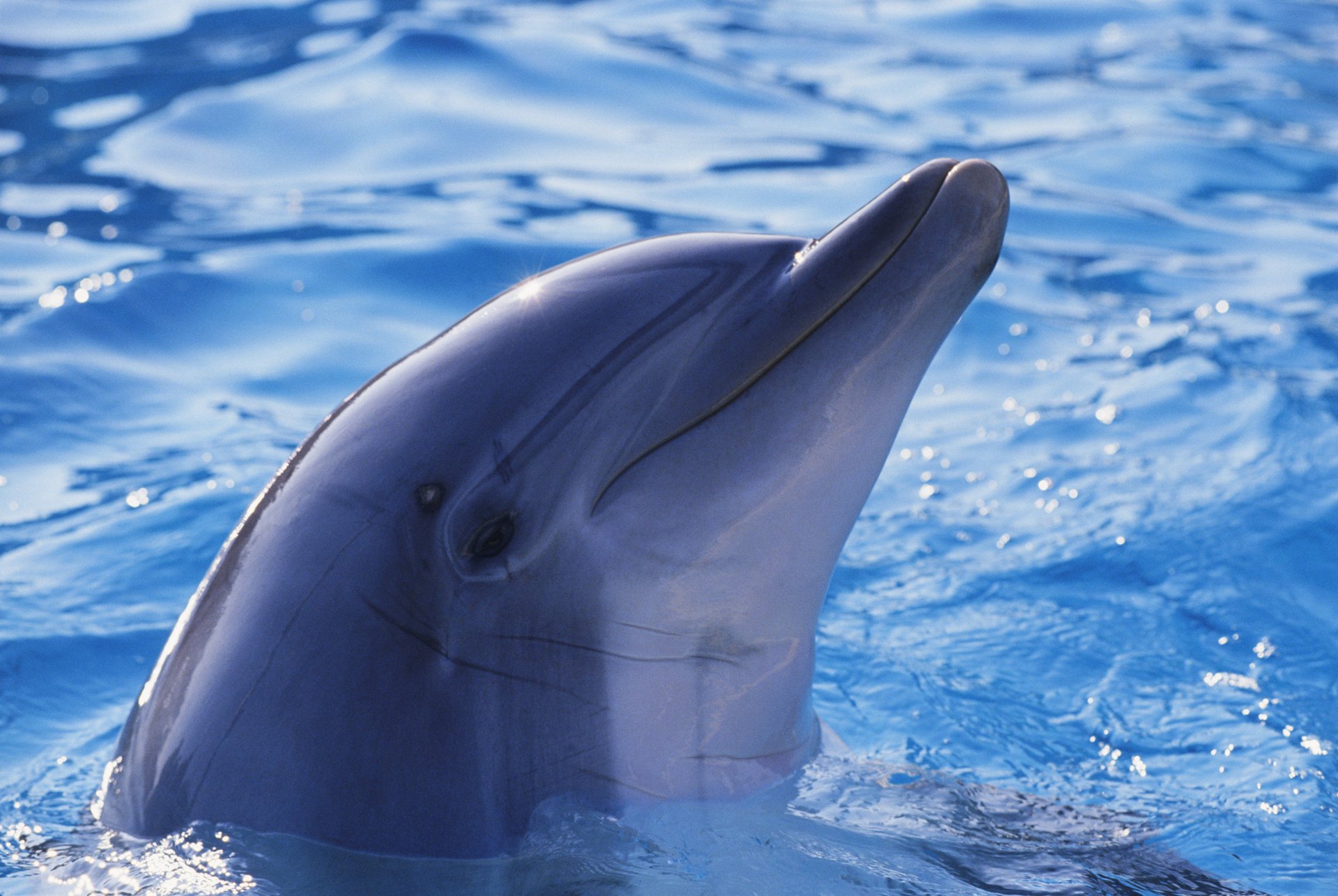 Милый дельфин в голубой воде