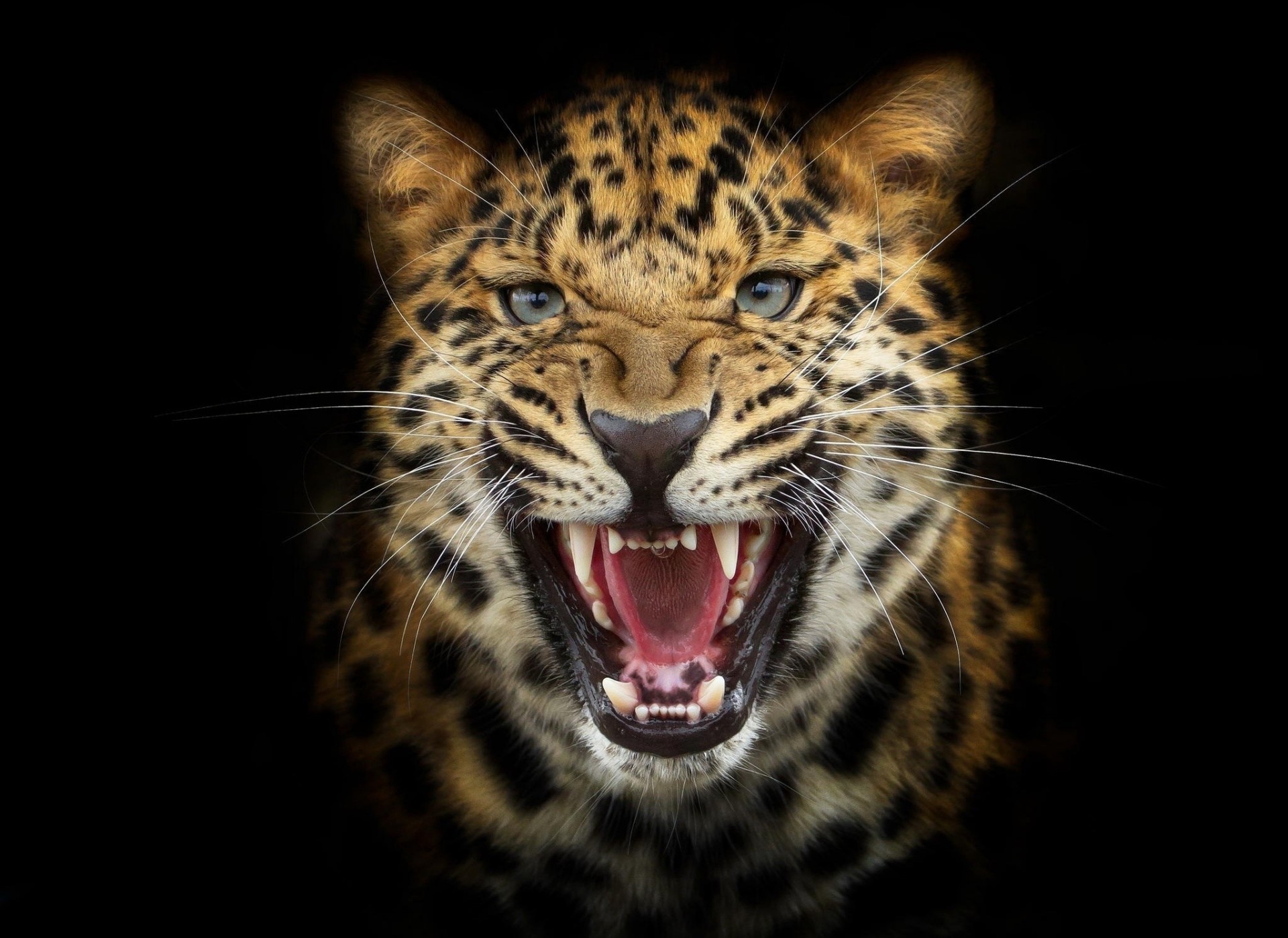 хищник леопард черный фон фотошоп злость кот