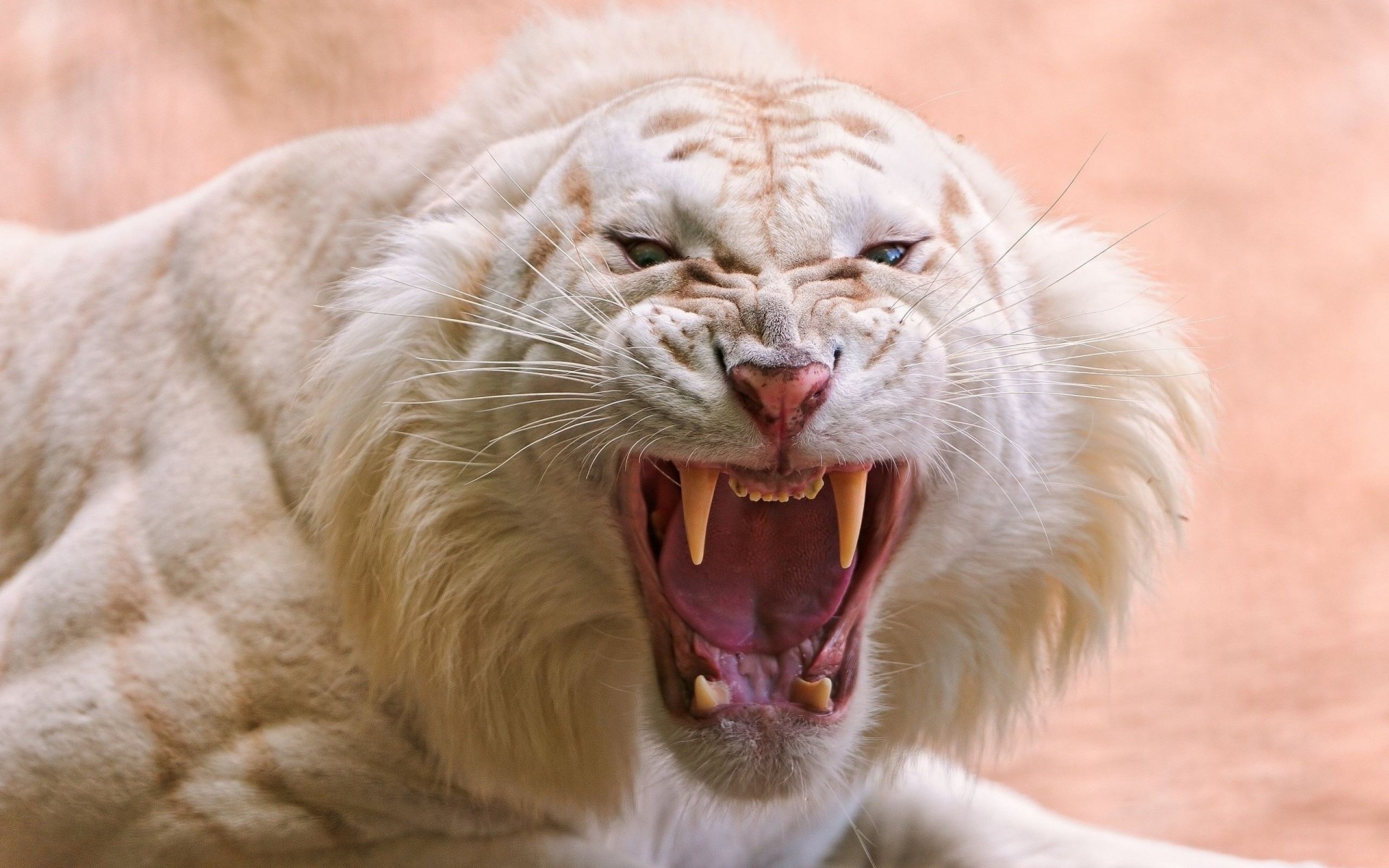 животных полосатый злость белый тигр